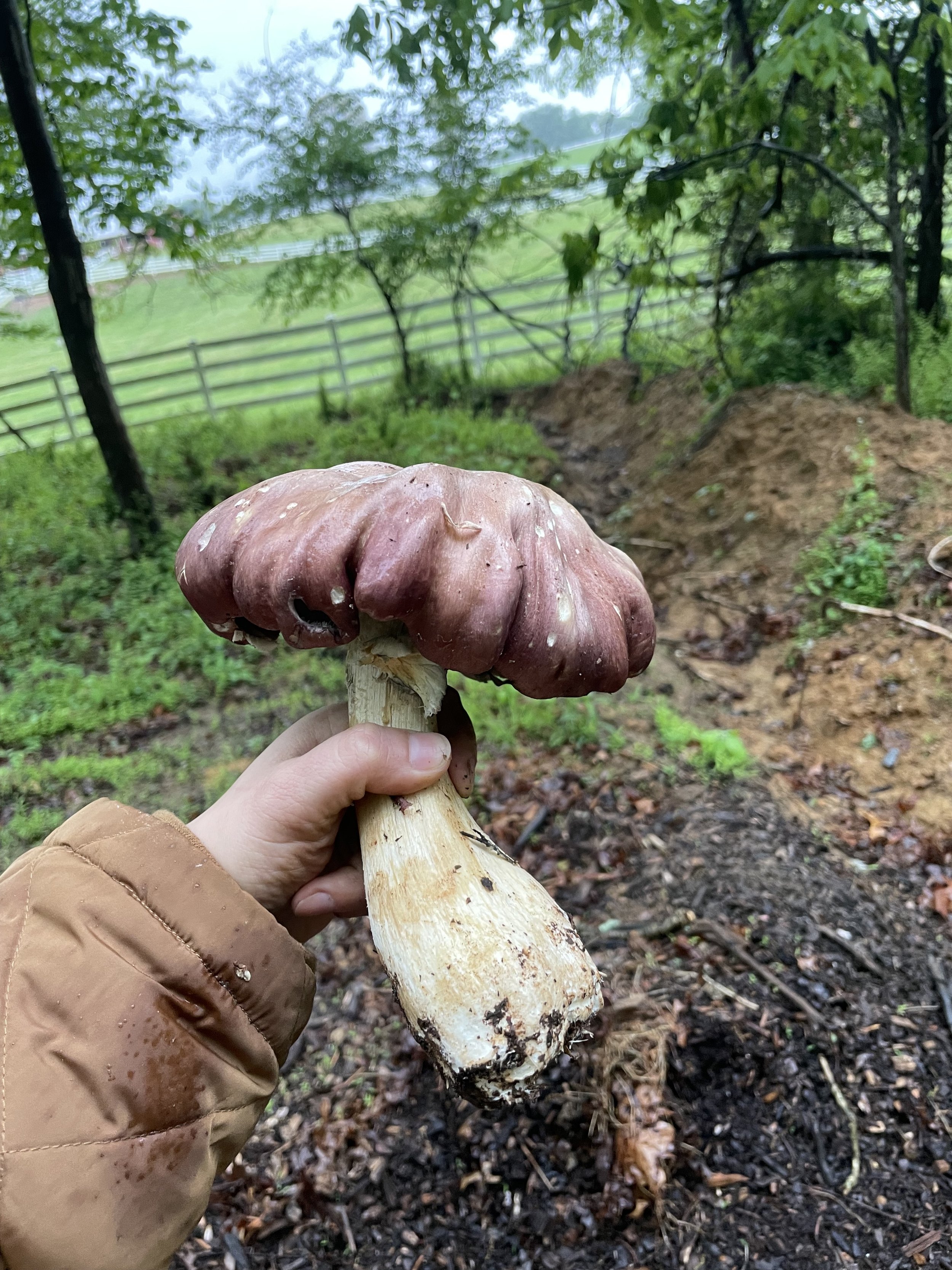 Wine Cap Mushroom Spawn