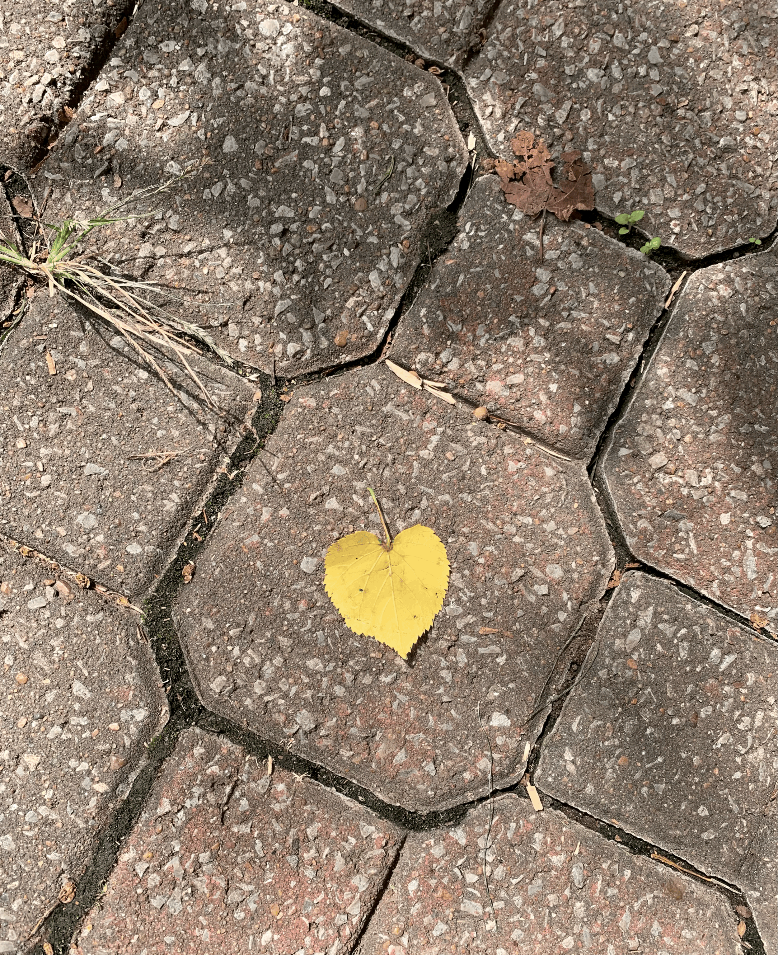 Beauty in the Journey