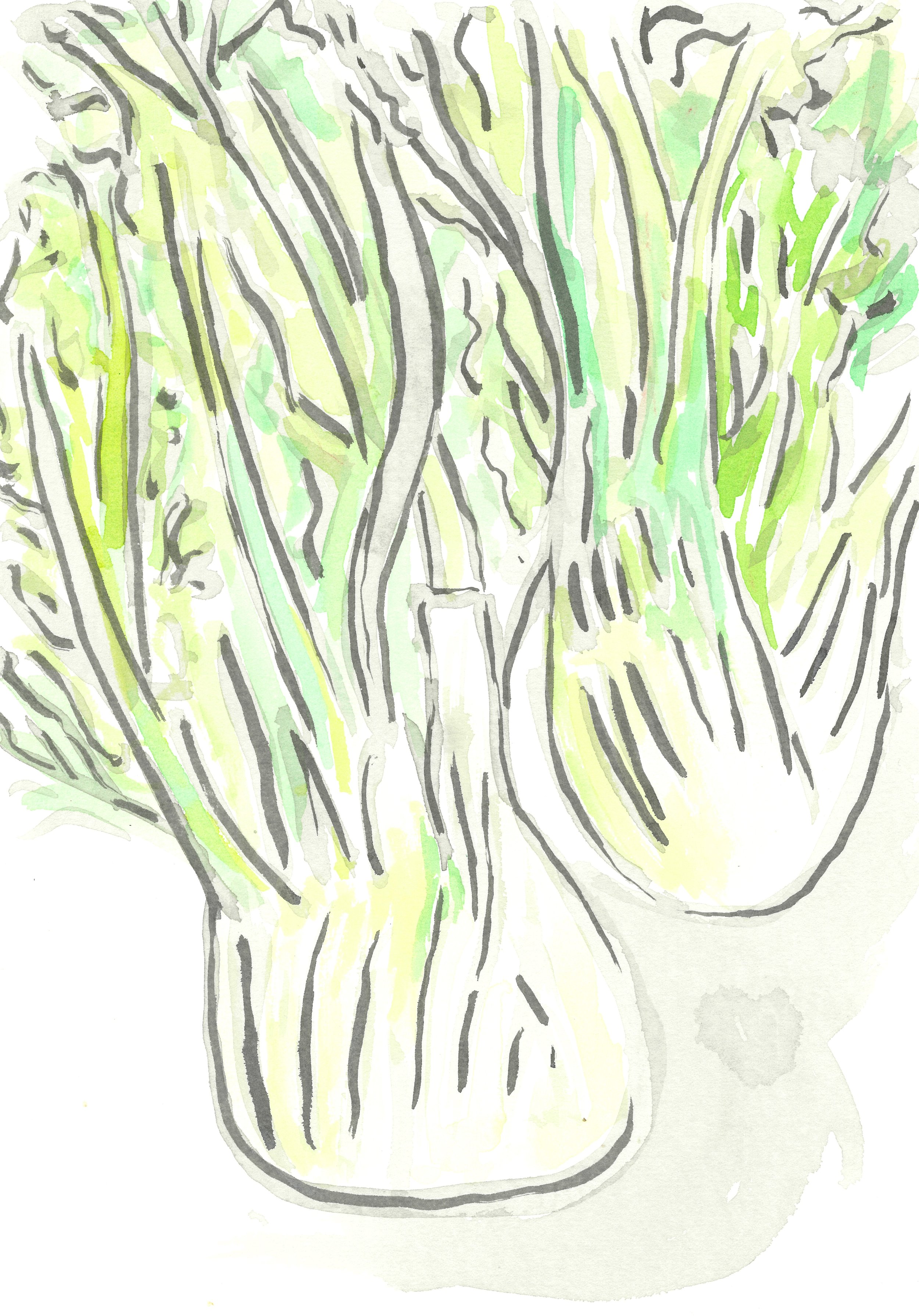 Fennel Bulbs.jpg