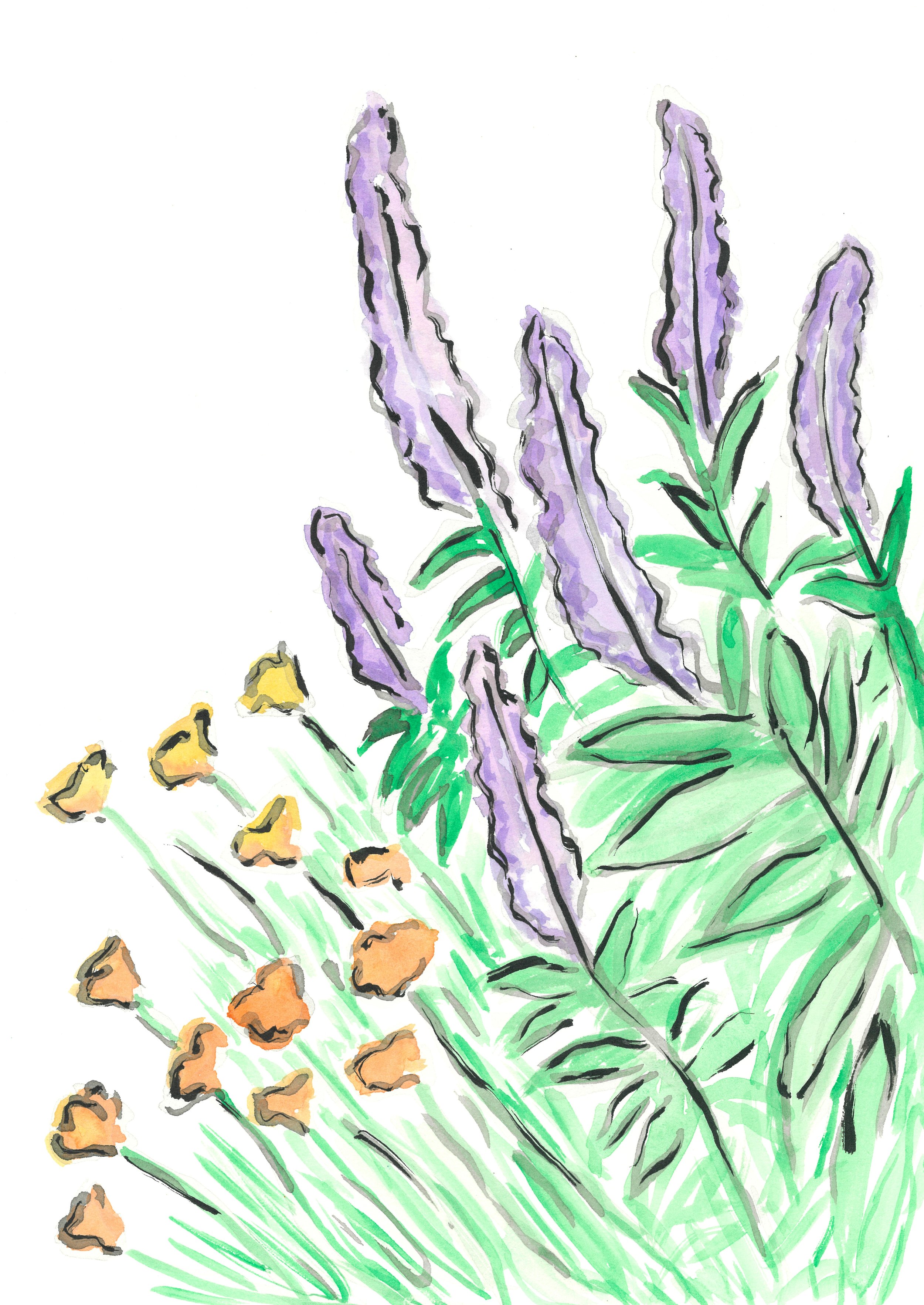 Salvia and California Poppy.jpg