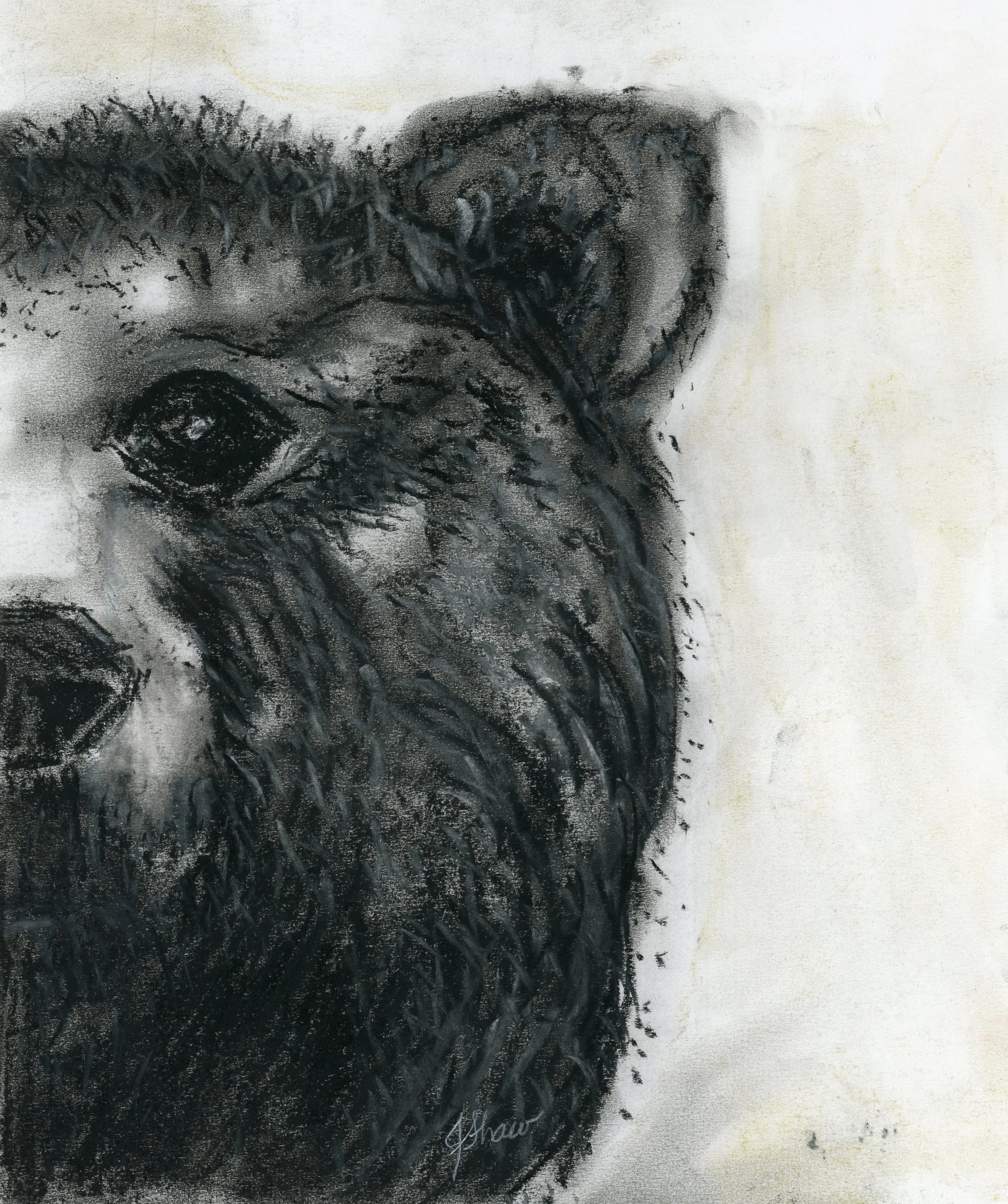 The Bear