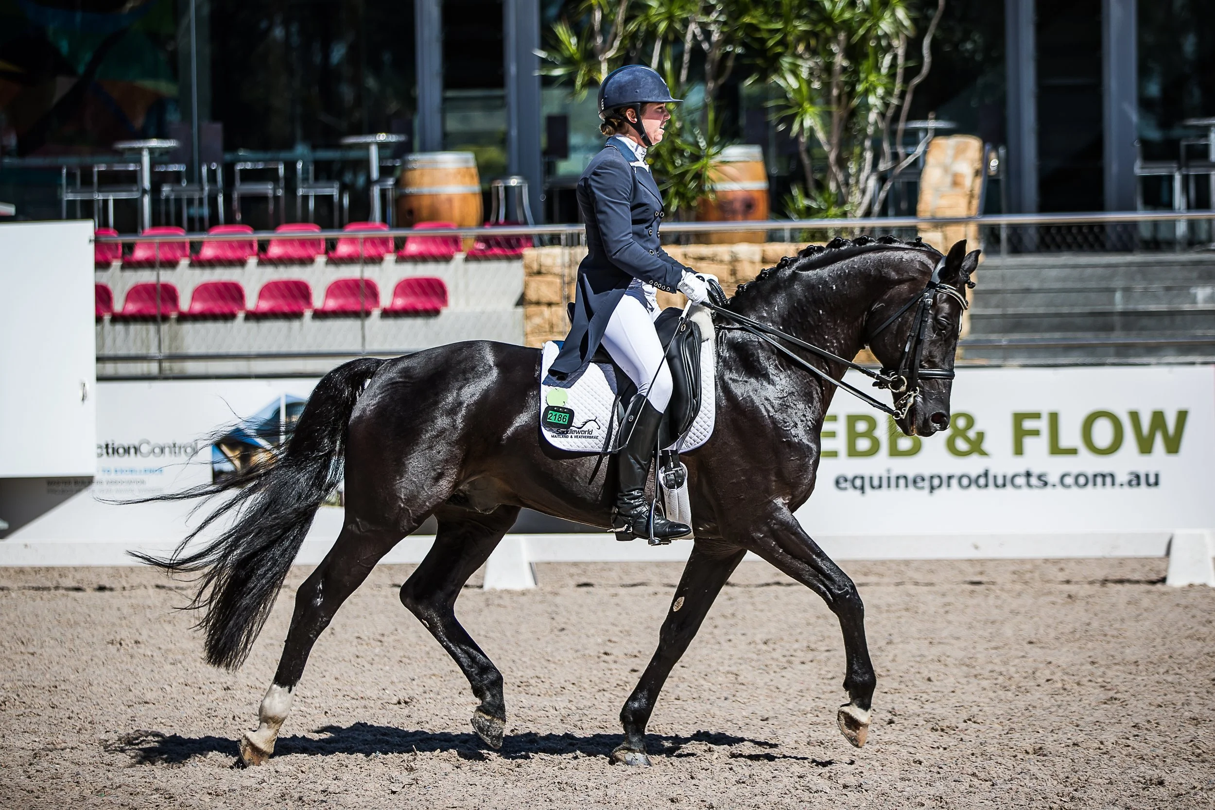 BZ Warmbloods
