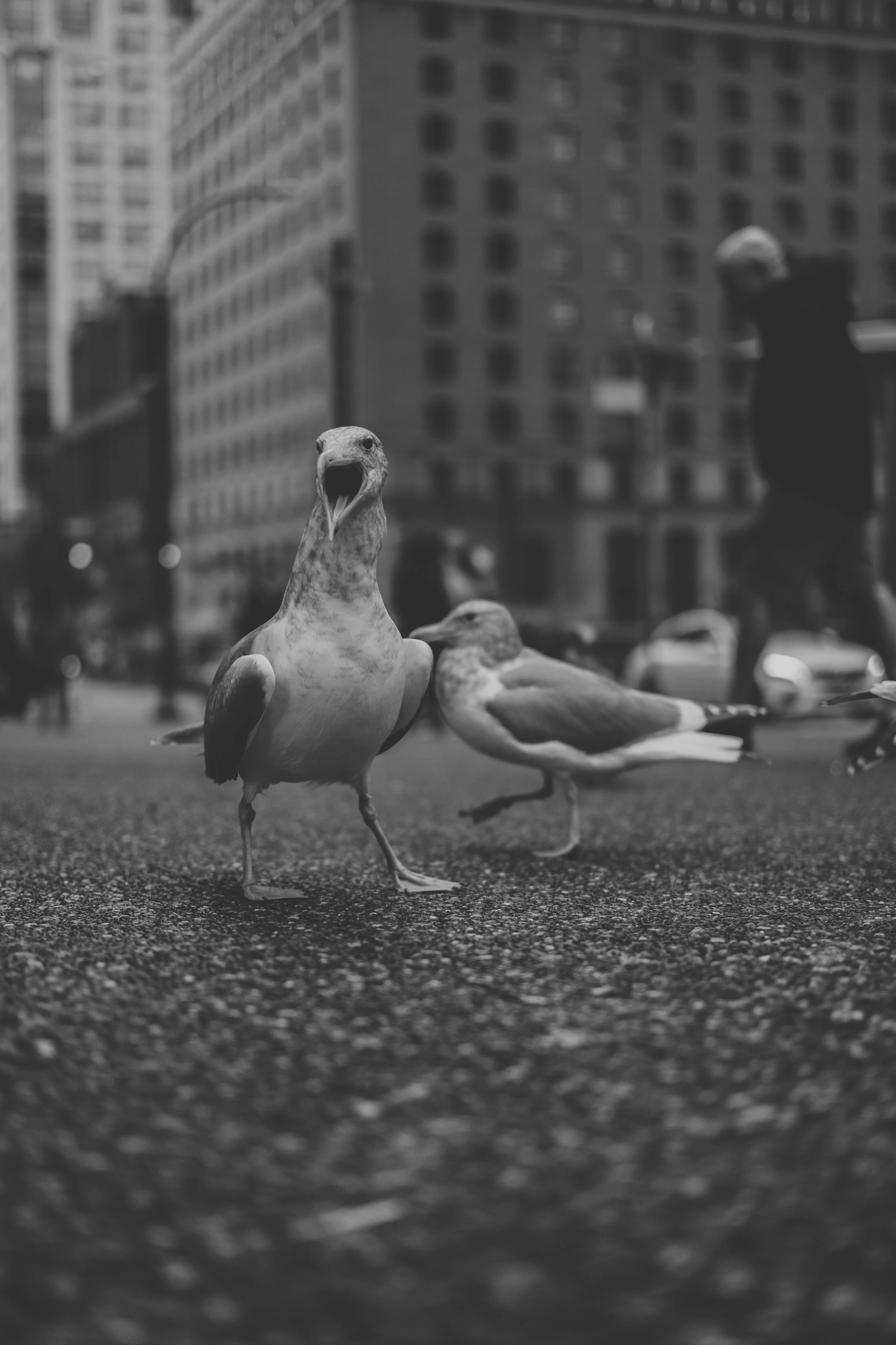 Vancouver - Granville St. Birds (12-30-2022)-5.jpg