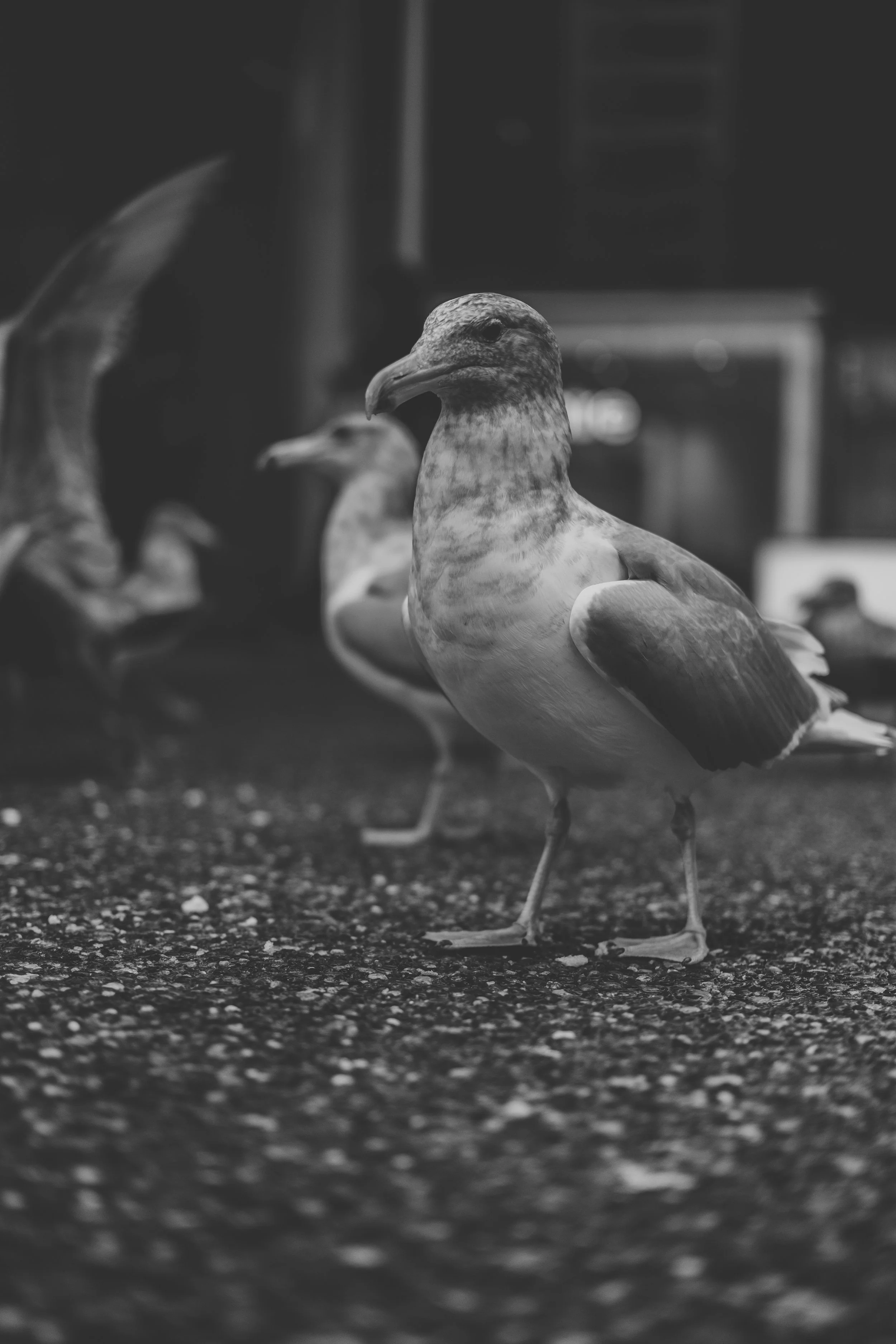 Vancouver - Granville St. Birds (12-30-2022)-8.jpg