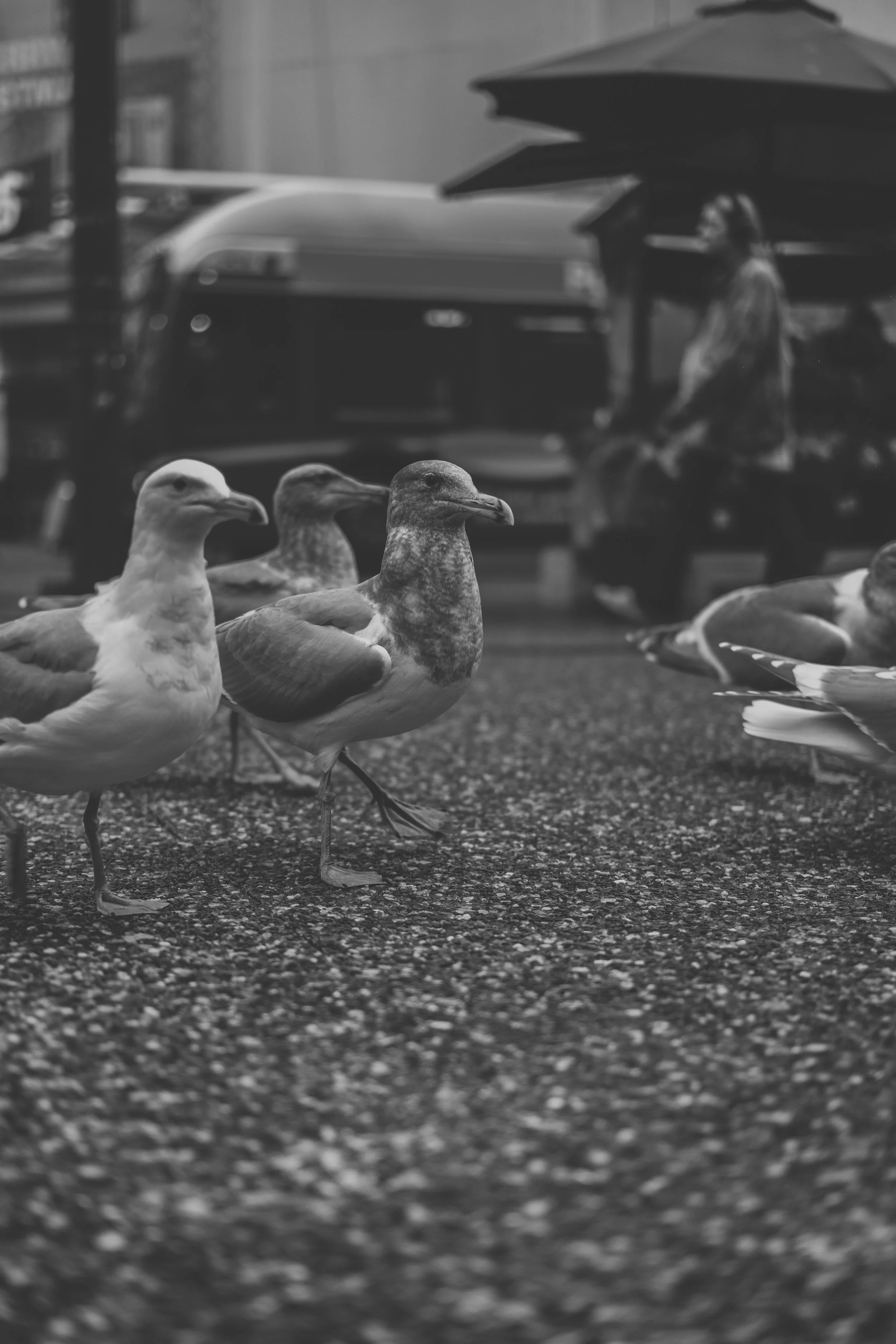 Vancouver - Granville St. Birds (12-30-2022)-4.jpg