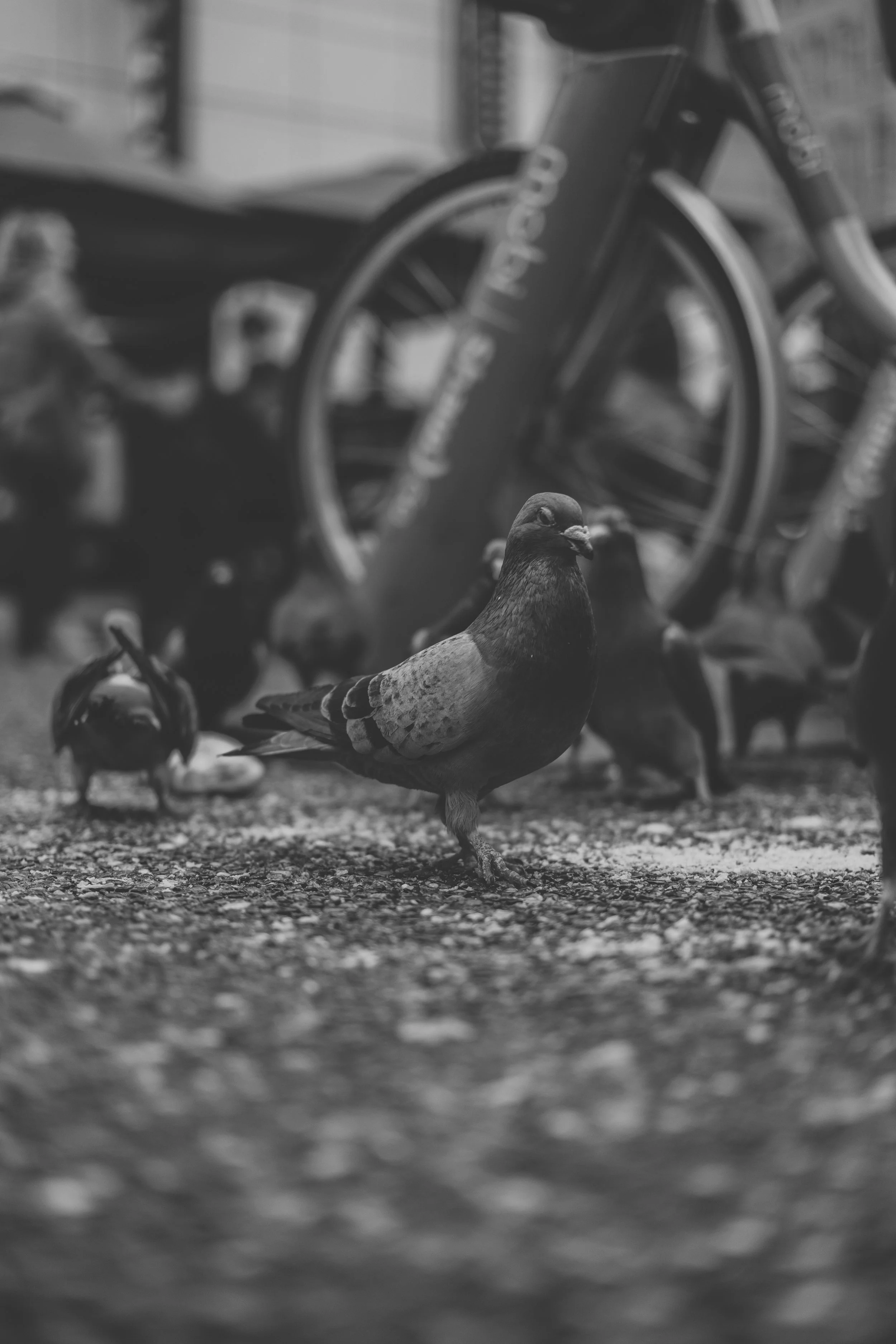 Vancouver - Granville St. Birds (12-30-2022)-1.jpg