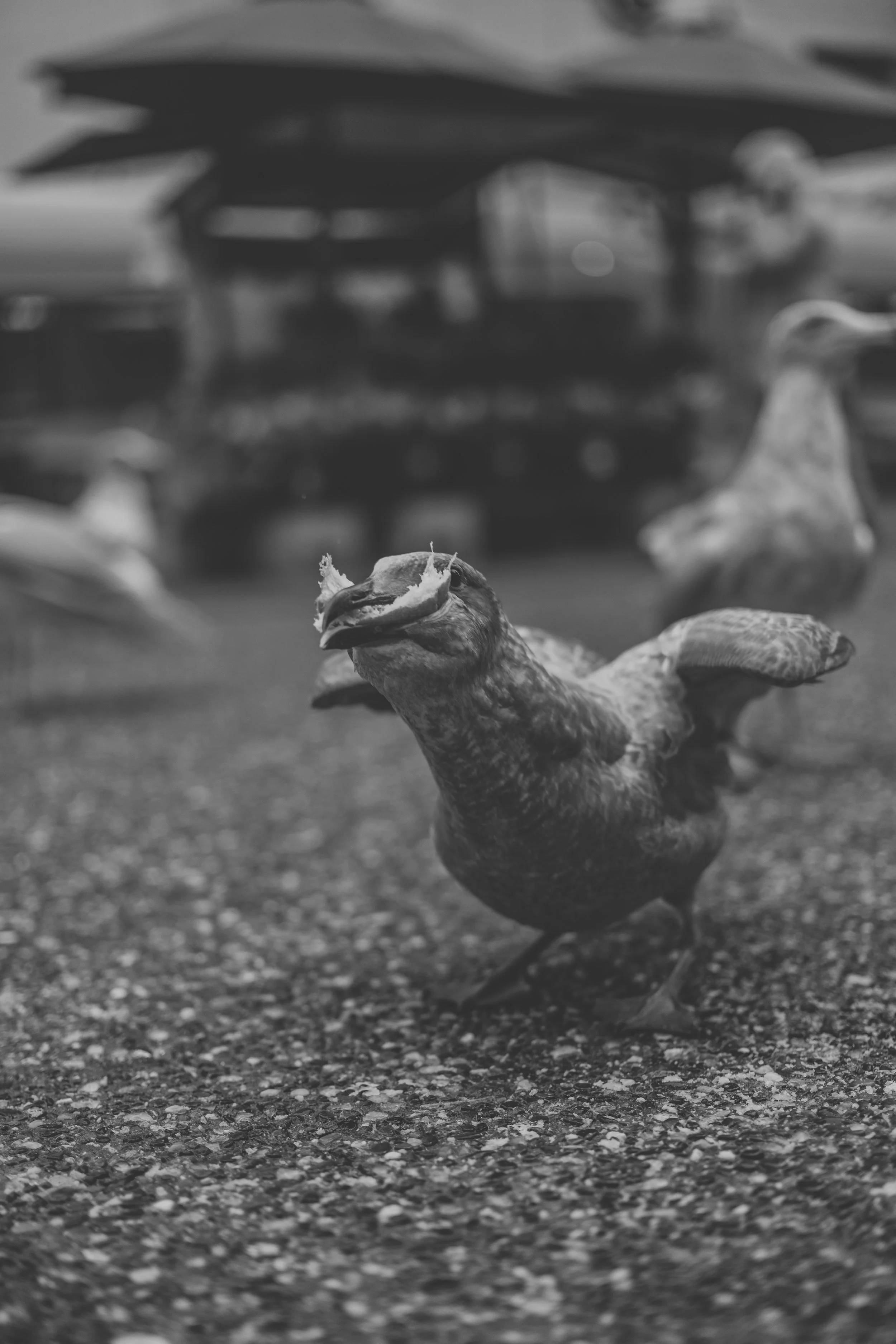 Vancouver - Granville St. Birds (12-30-2022)-3.jpg