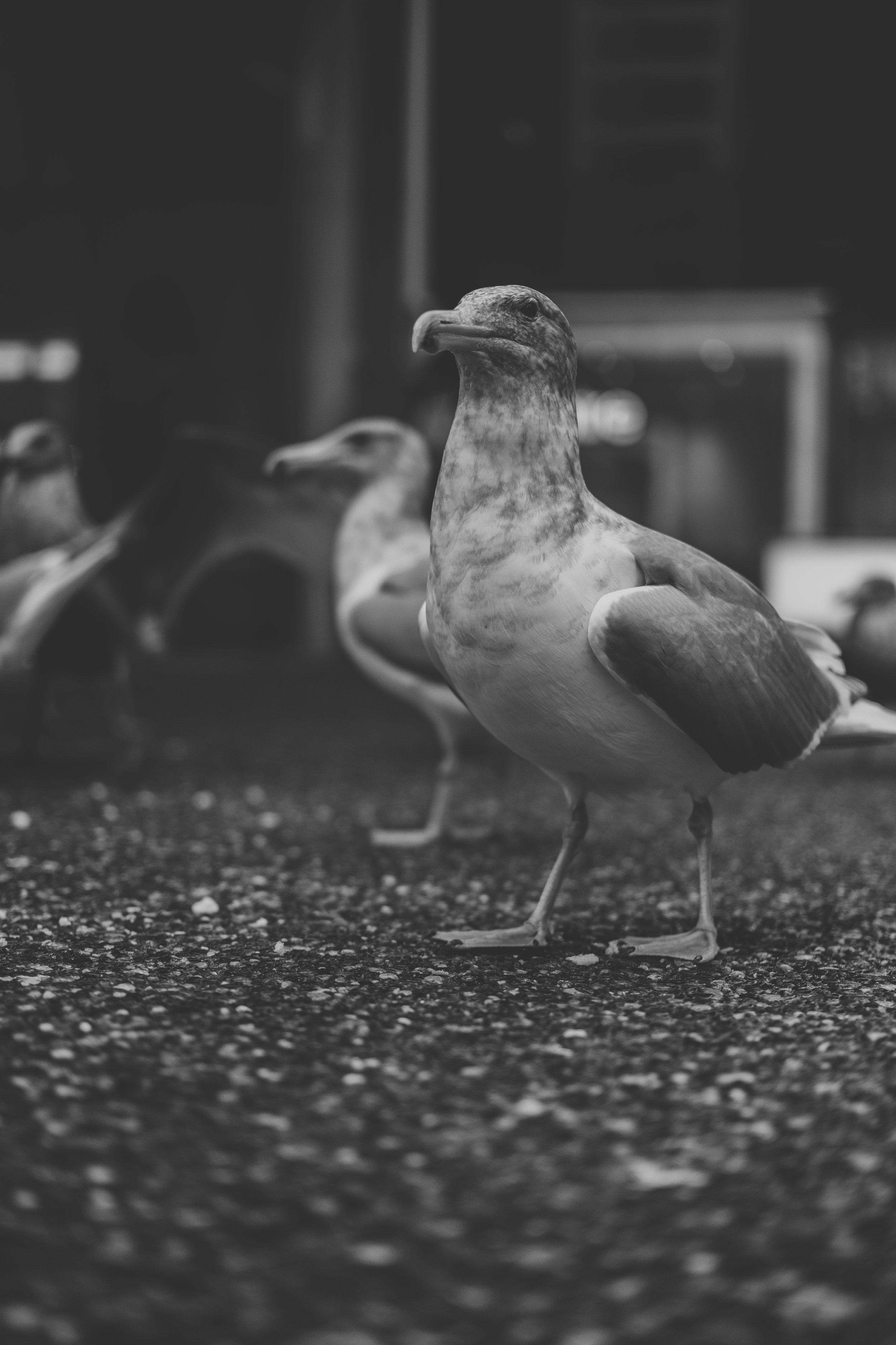 Vancouver - Granville St. Birds (12-30-2022)-7.jpg