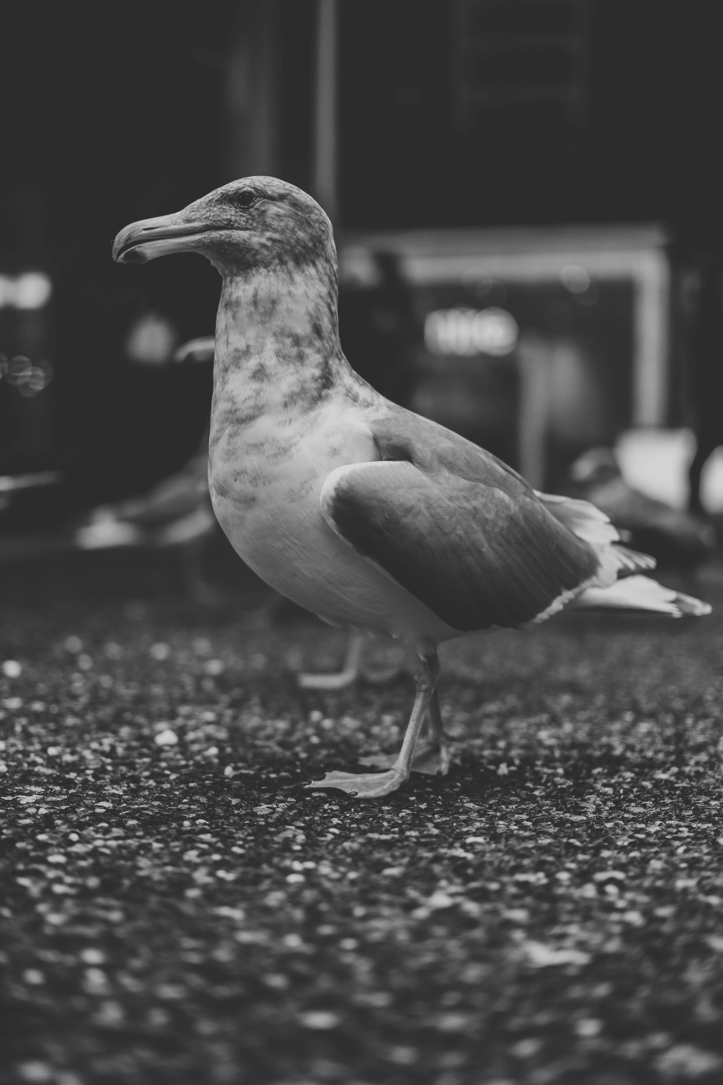 Vancouver - Granville St. Birds (12-30-2022)-9.jpg