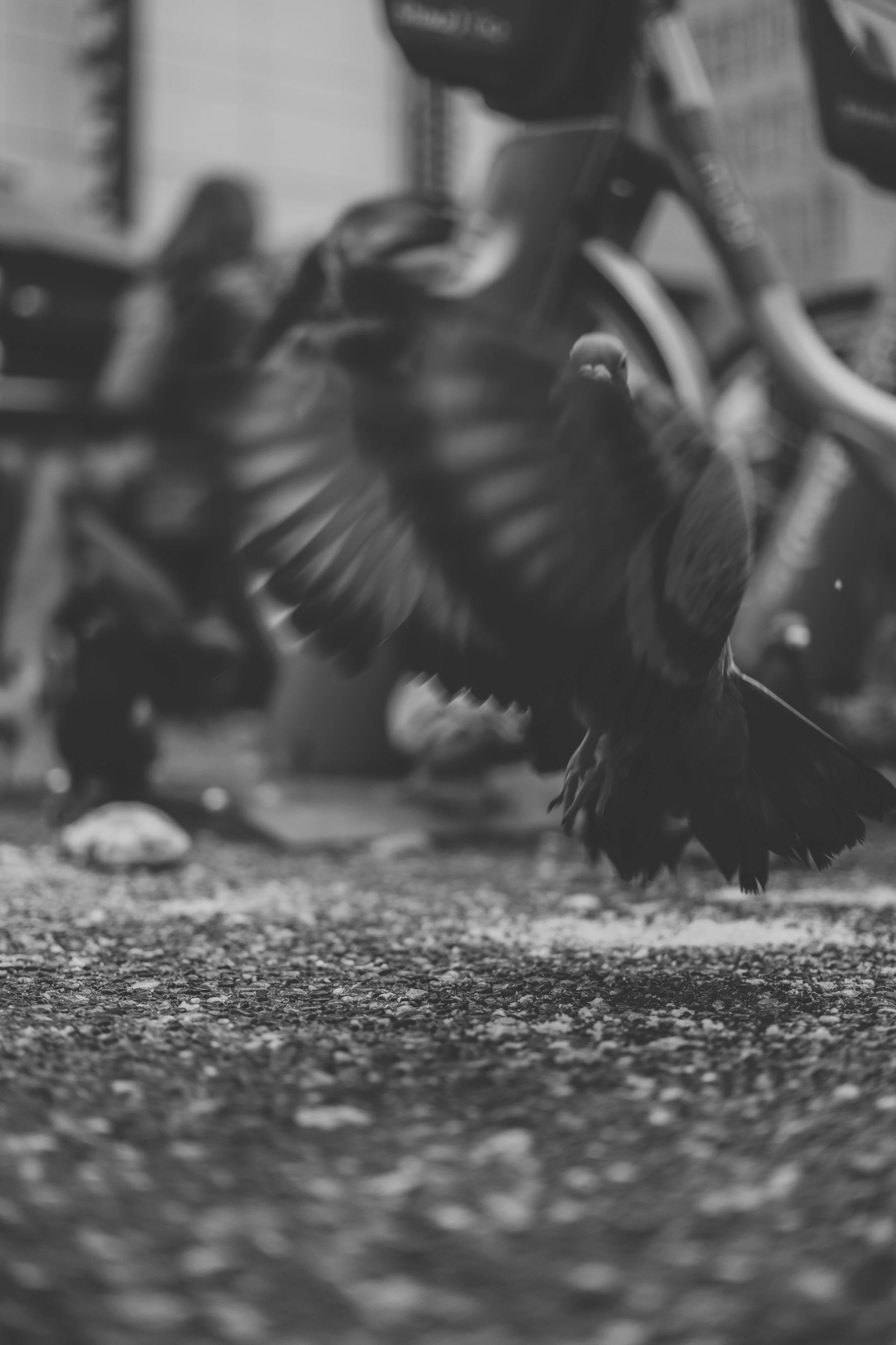 Vancouver - Granville St. Birds (12-30-2022)-2.jpg