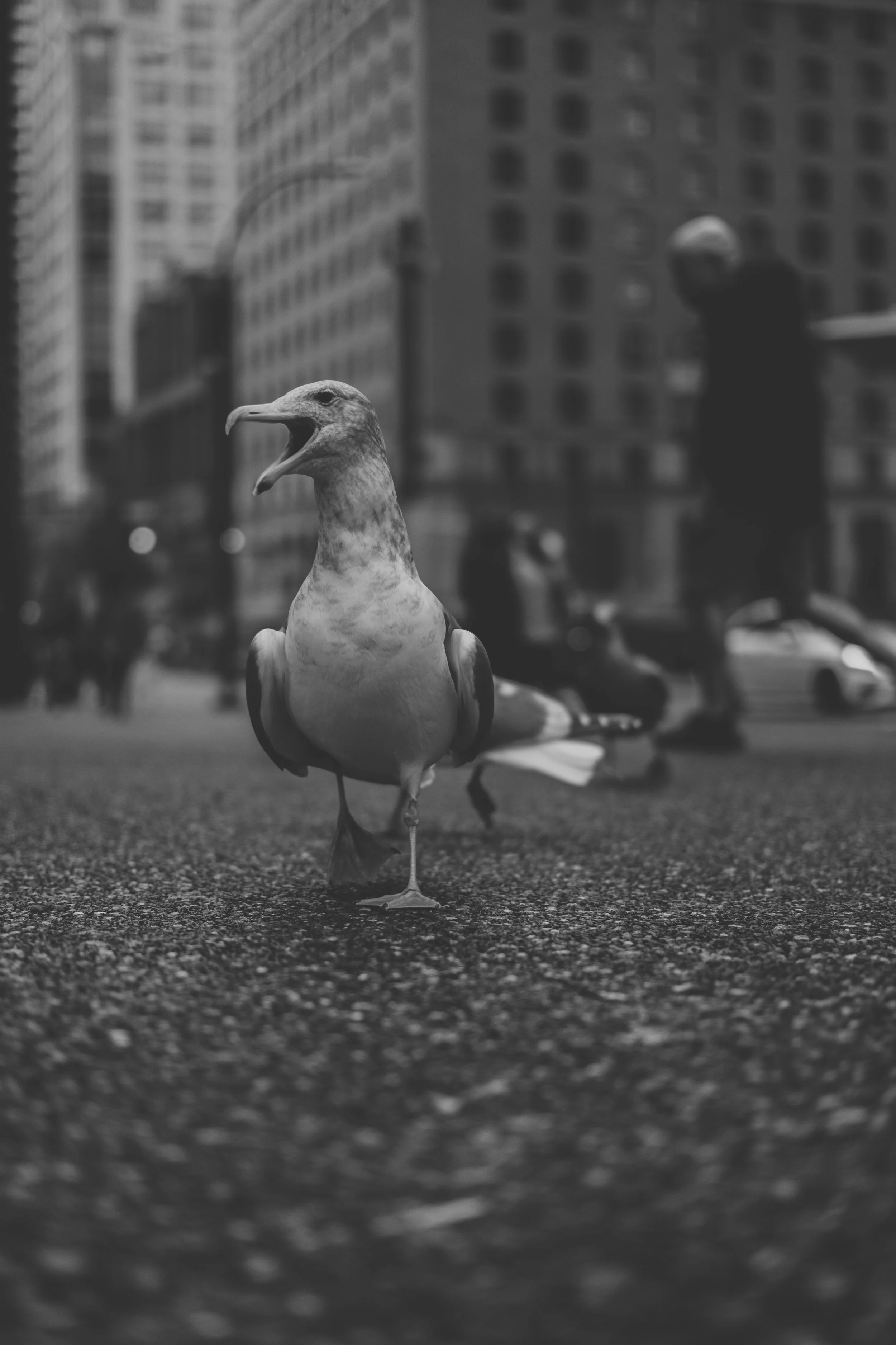 Vancouver - Granville St. Birds (12-30-2022)-6.jpg