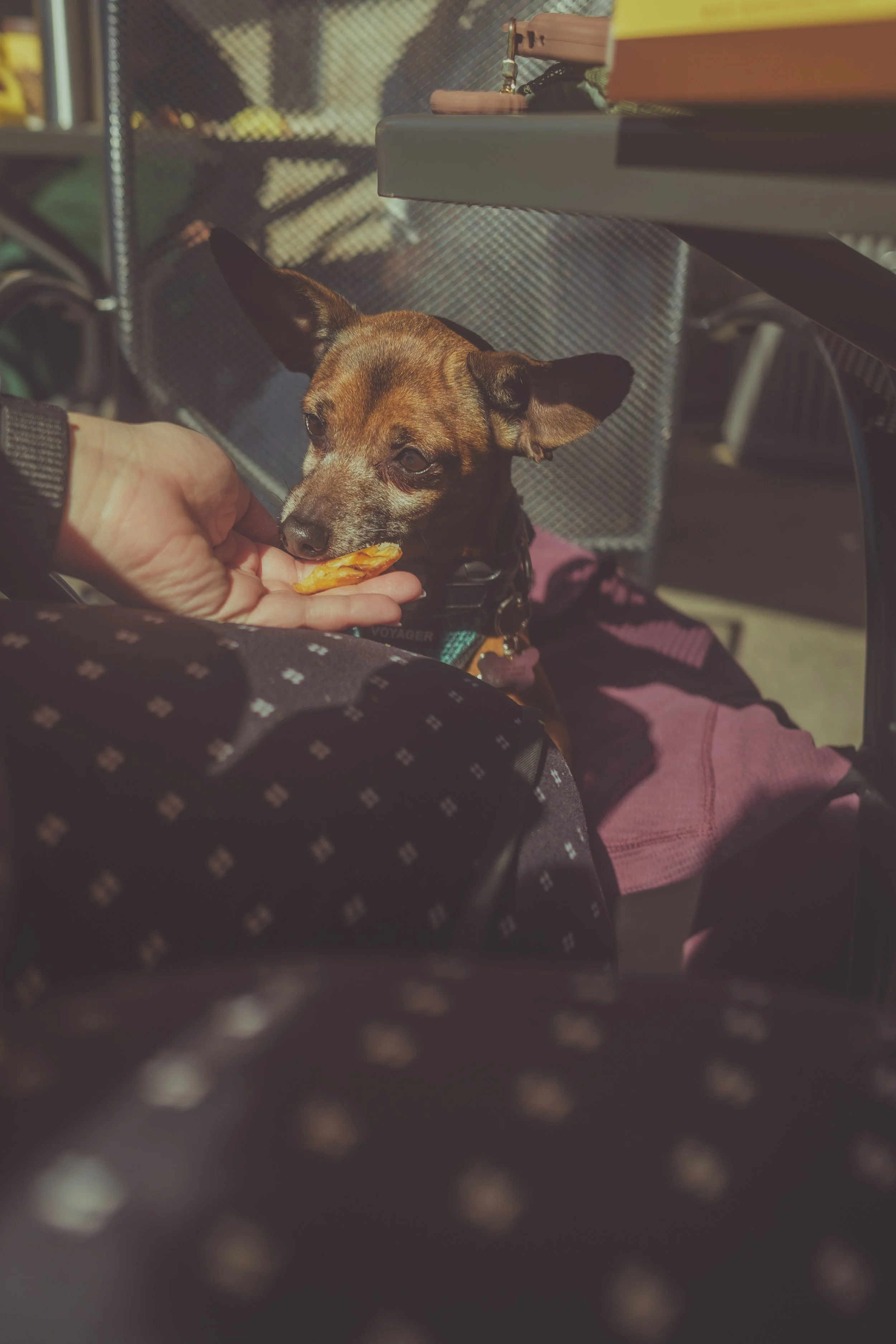 Teddy at Porto's (01-31-2023)-2.jpg