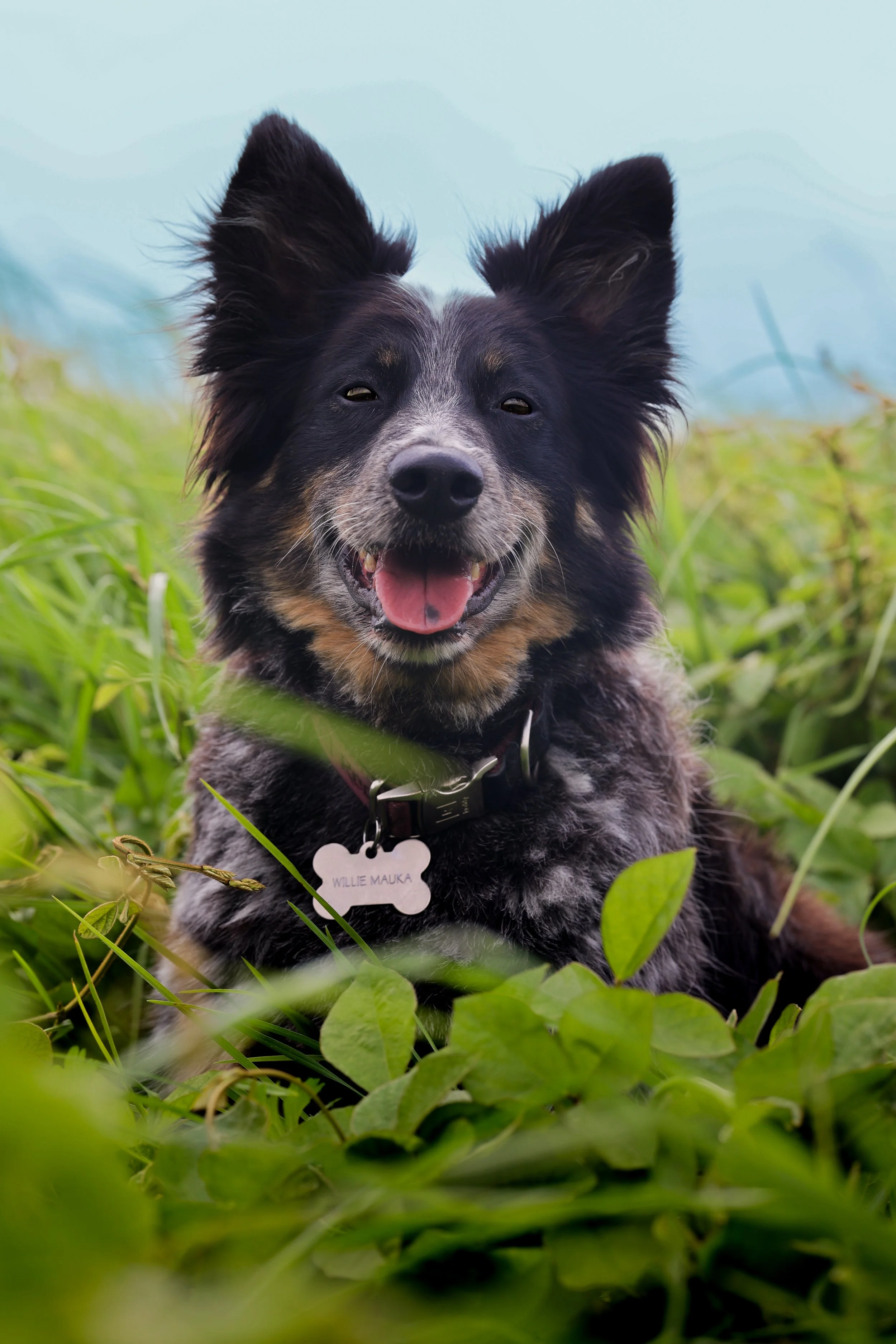 A dog with black and gray fur sitting in green grass with a blue sky in the background, wearing a collar with a bone-shaped tag that reads 'Willie Mauka'.