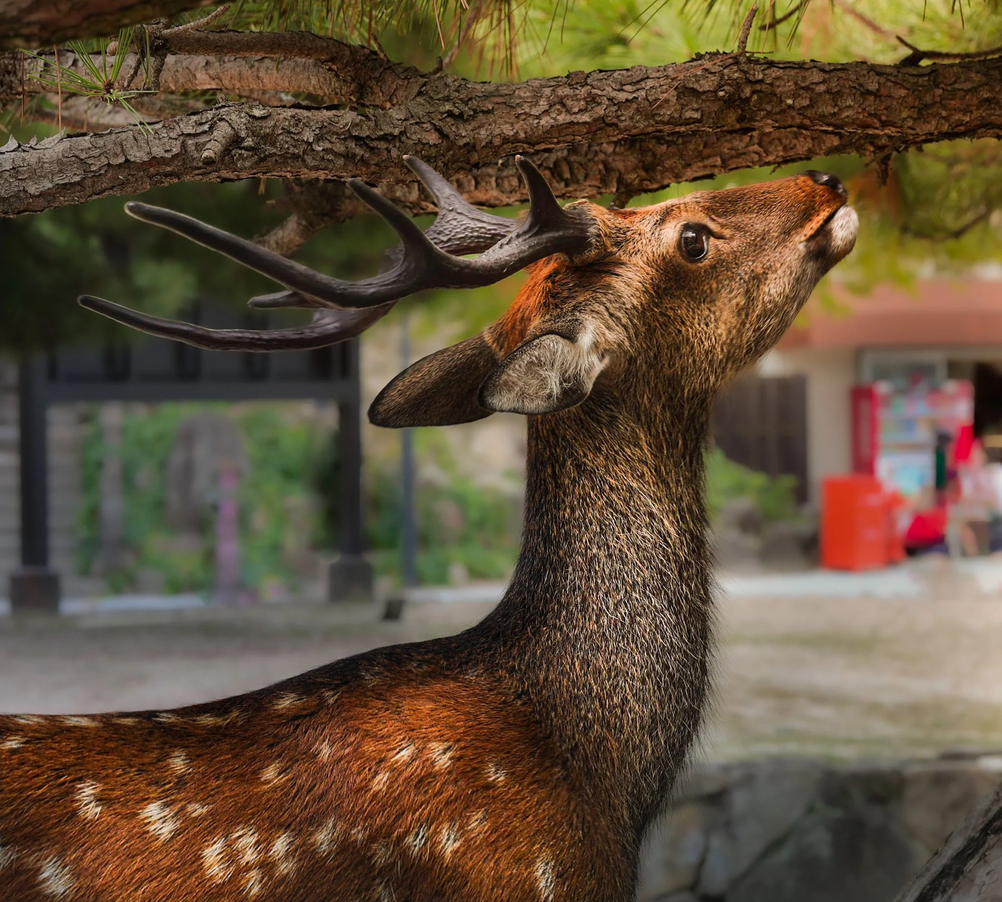 Close-up of a deer with antlers and brown fur, standing under or near a tree with textured bark and green foliage in the background.