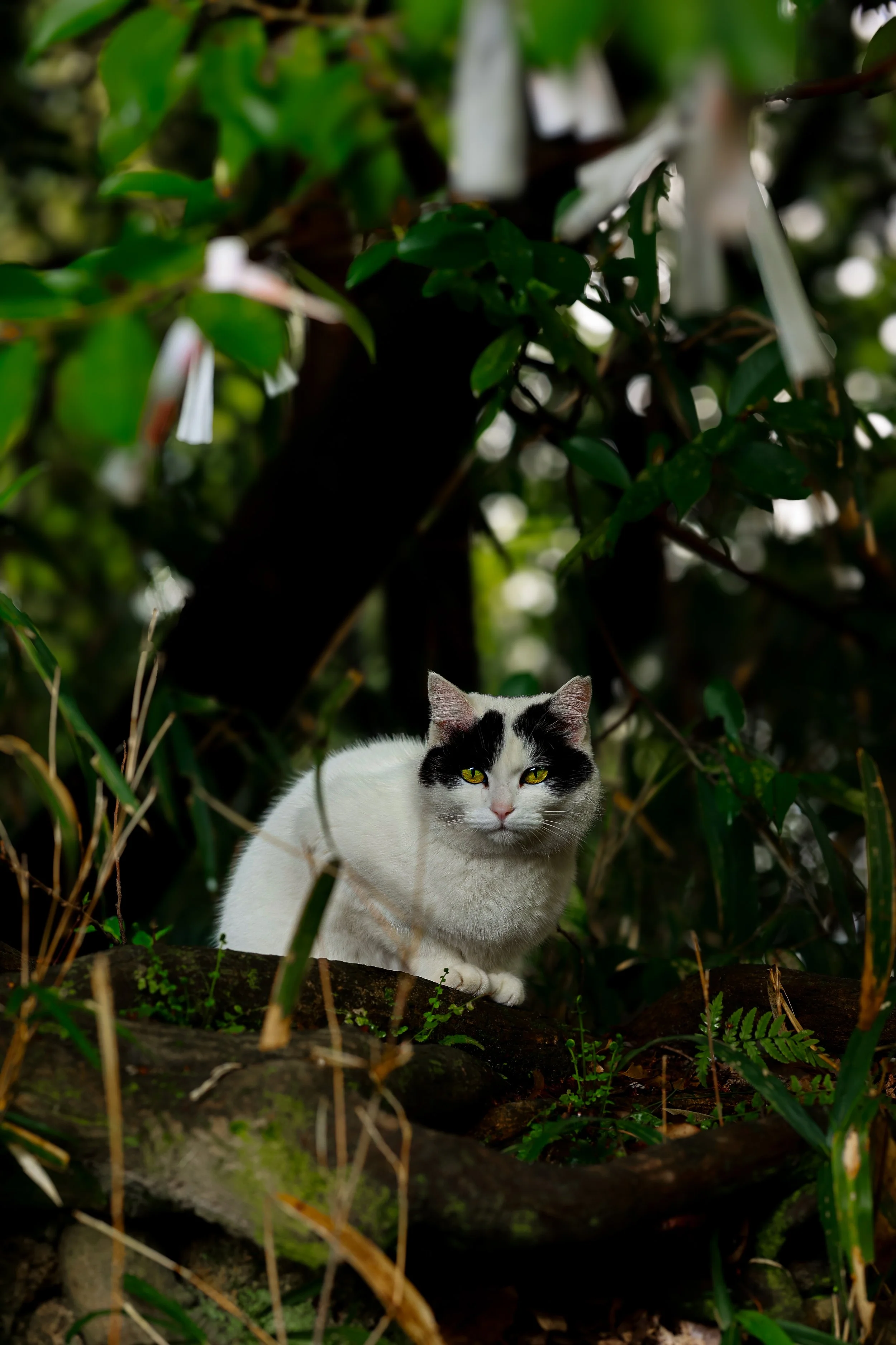A black and white cat with yellow-green eyes standing on a log among lush green plants and foliage in a forest.