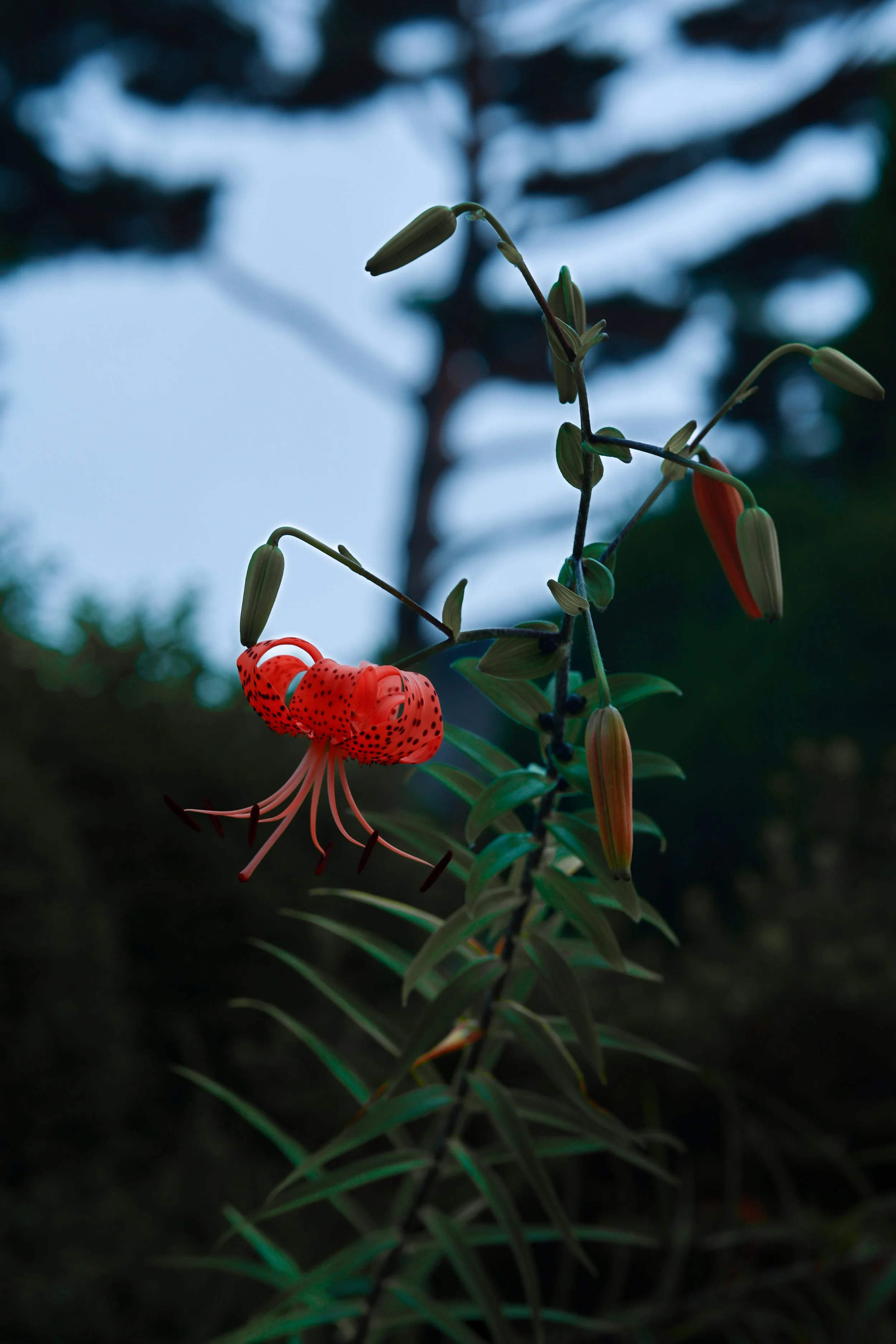 A close-up of a flowering plant with orange and red speckled petals, green stems, and elongated buds against a blurred background of blue sky and dark trees.