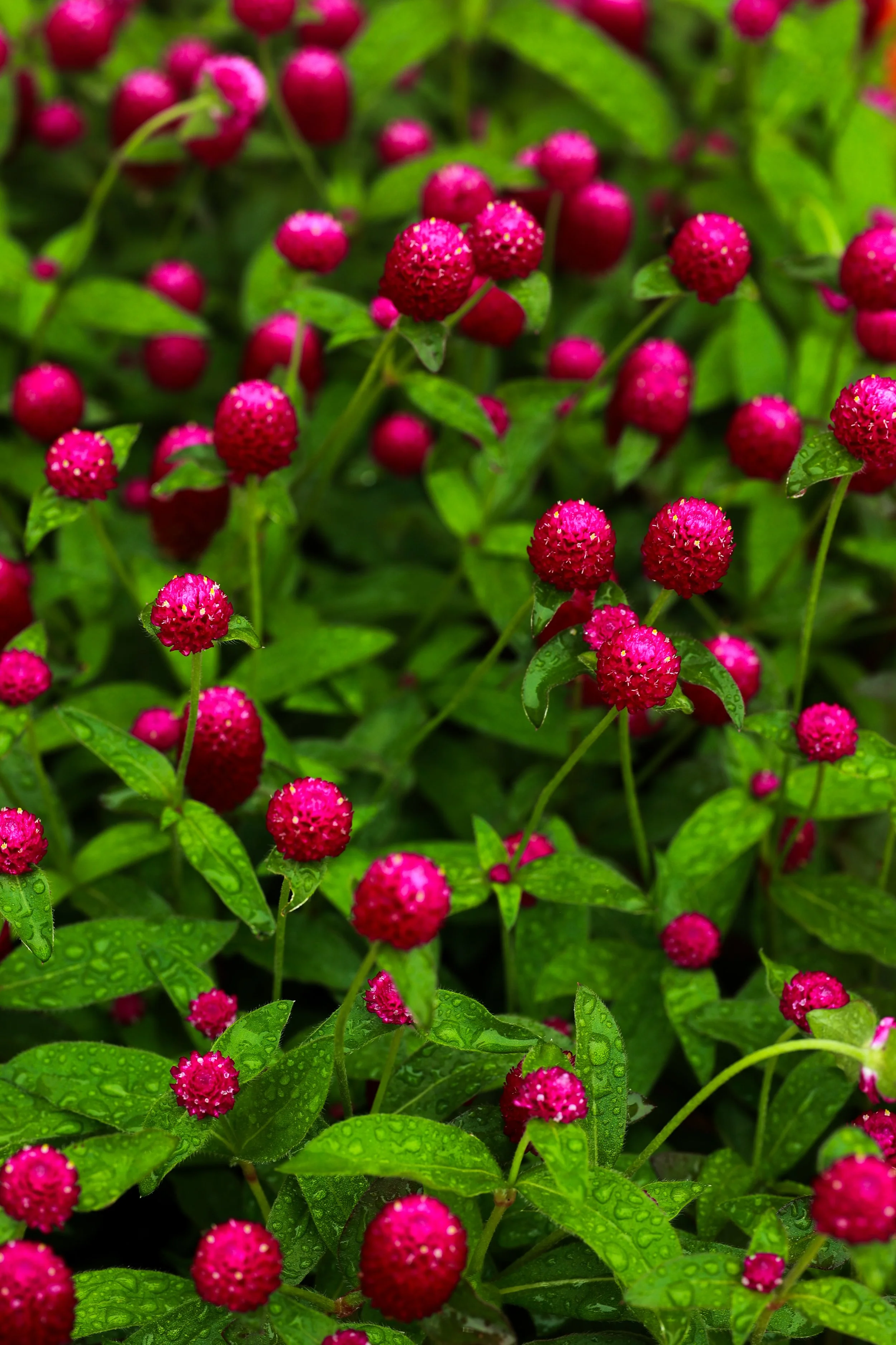 Pink and red tiny globe-shaped flowers on green leafy plant with raindrops on leaves.