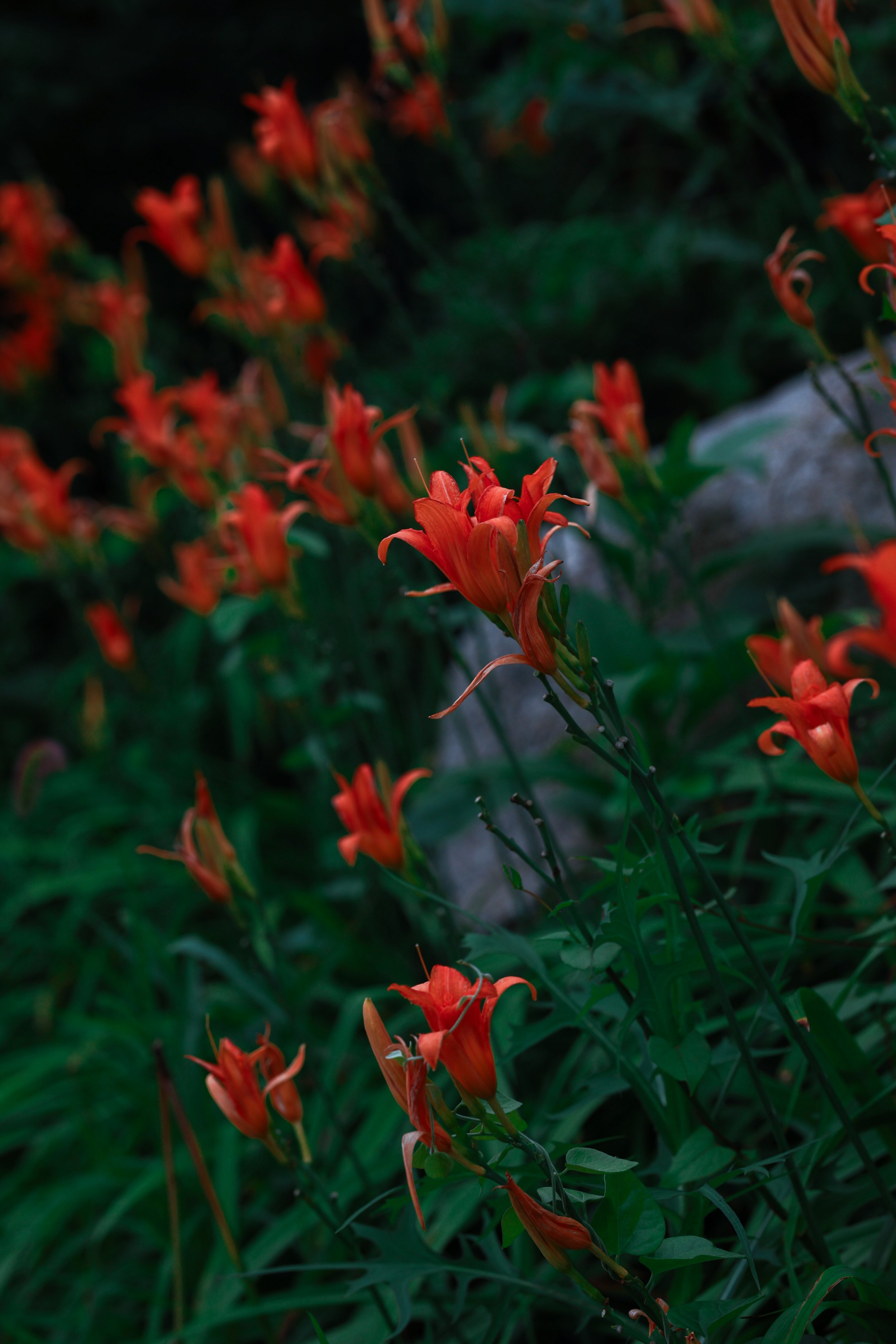 Cluster of orange and red lilies with green foliage in a garden.