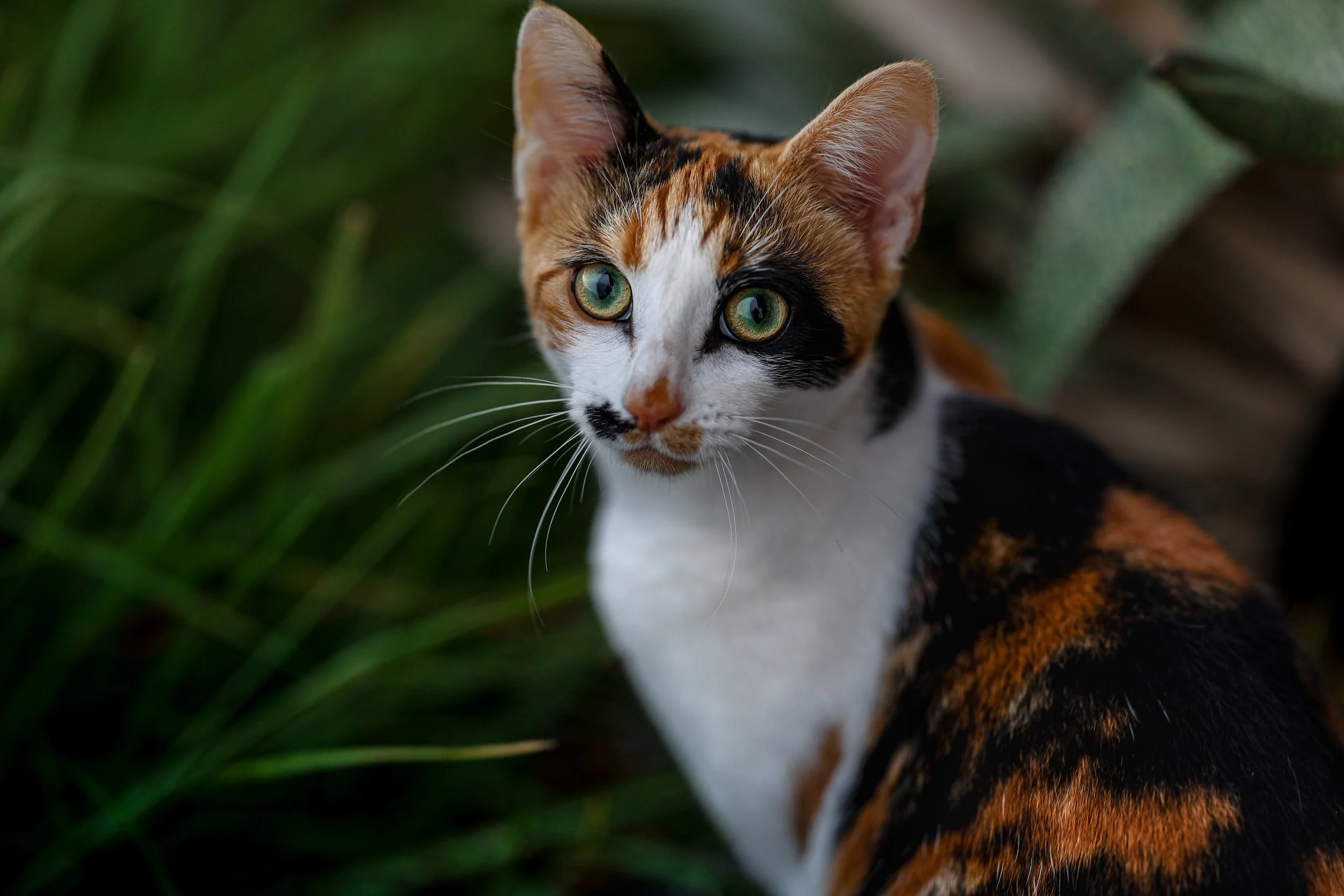 A calico cat with striking green eyes among green foliage.