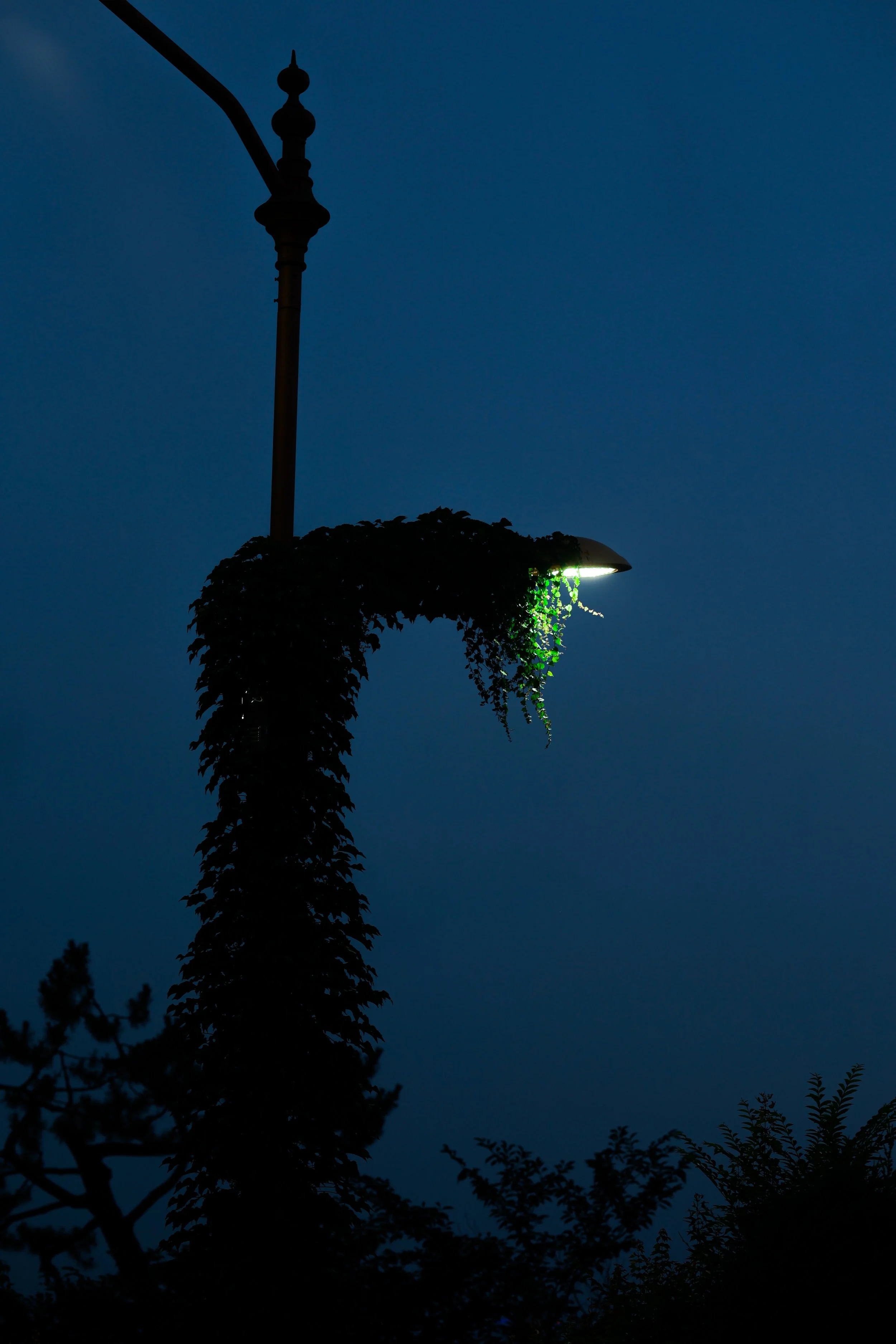 Streetlight with greenery hanging from the fixture, against a dark blue twilight sky, silhouetted trees in the foreground.