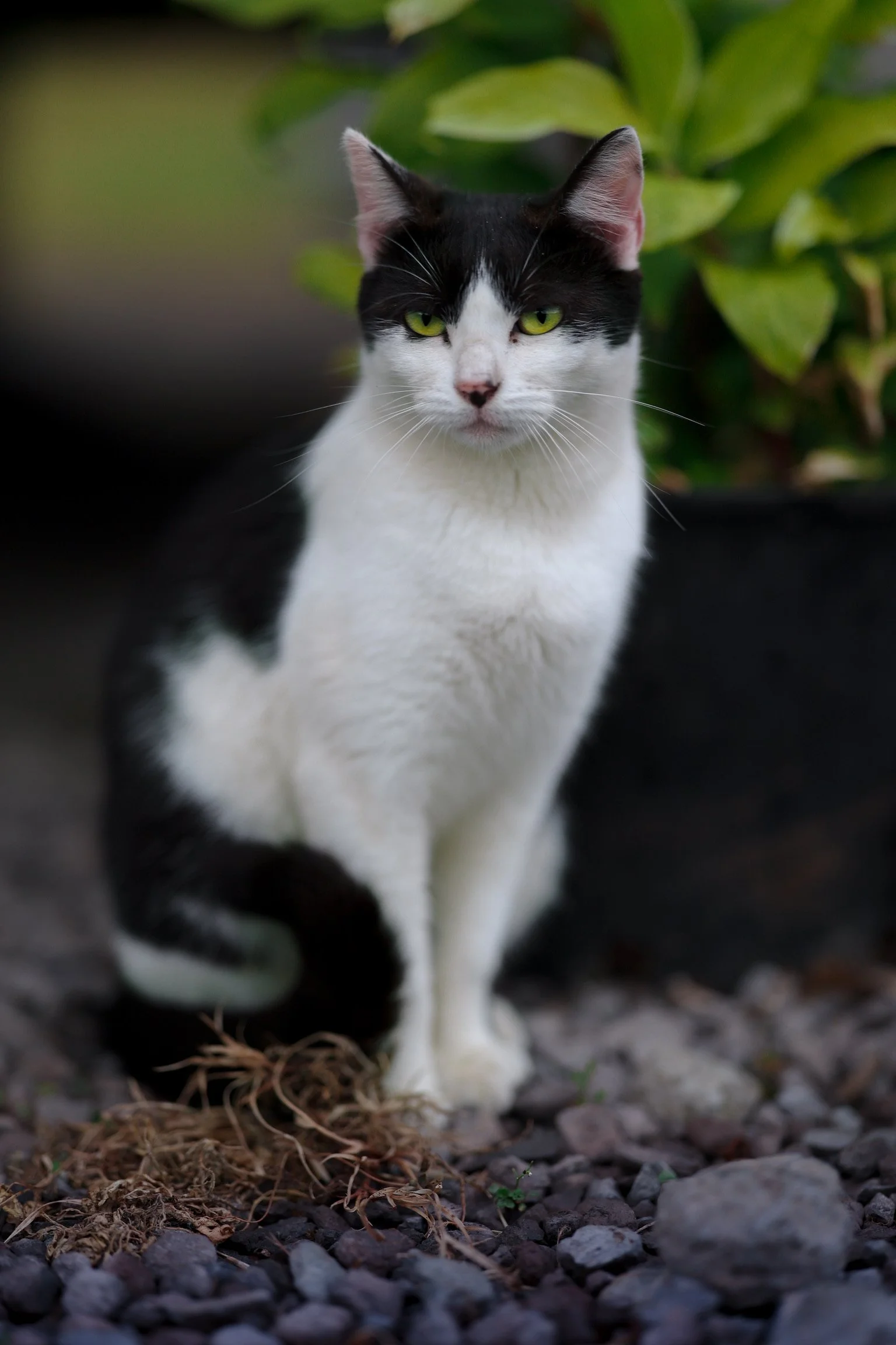 Black and white cat with yellow eyes sitting outdoors among rocks and dried leaves, with green foliage in the background.