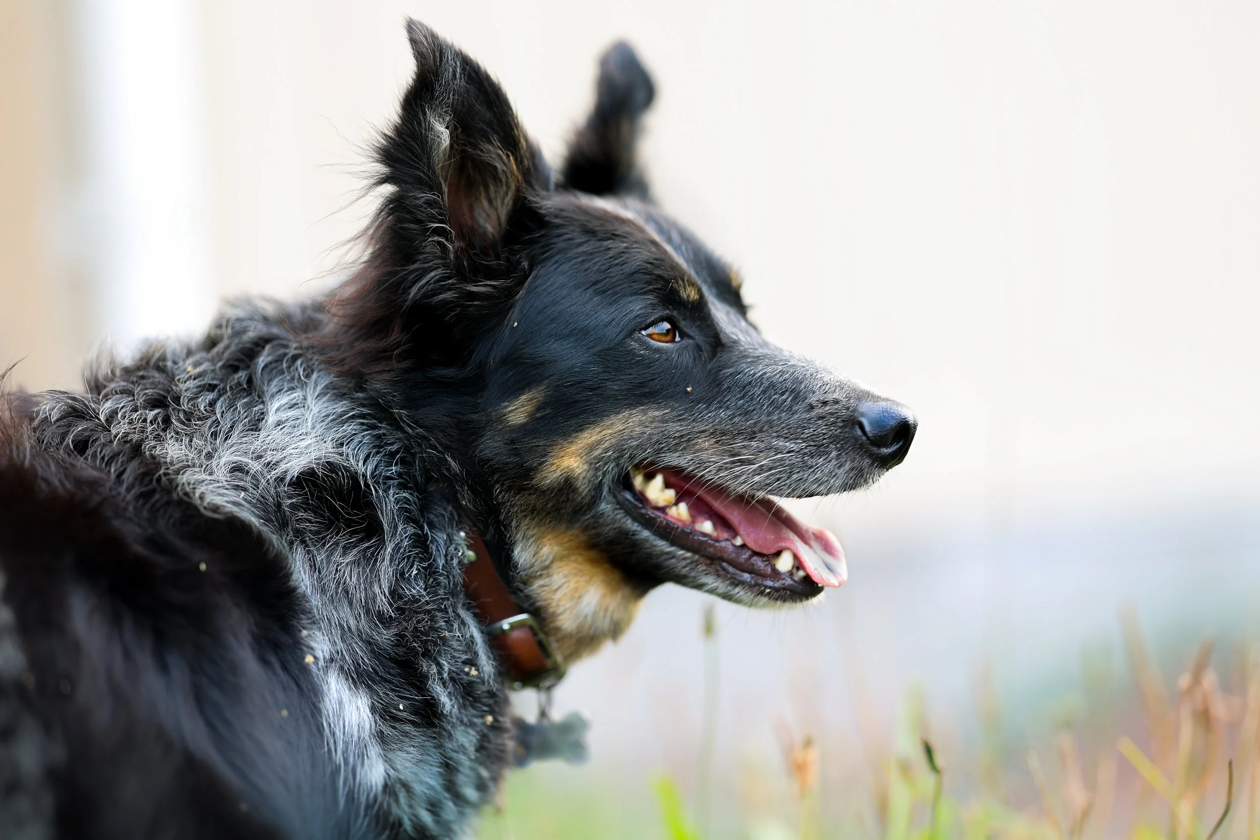 Close-up of a black and gray Australian Shepherd dog with amber eyes, panting outdoors with blurred trees and grass in the background.
