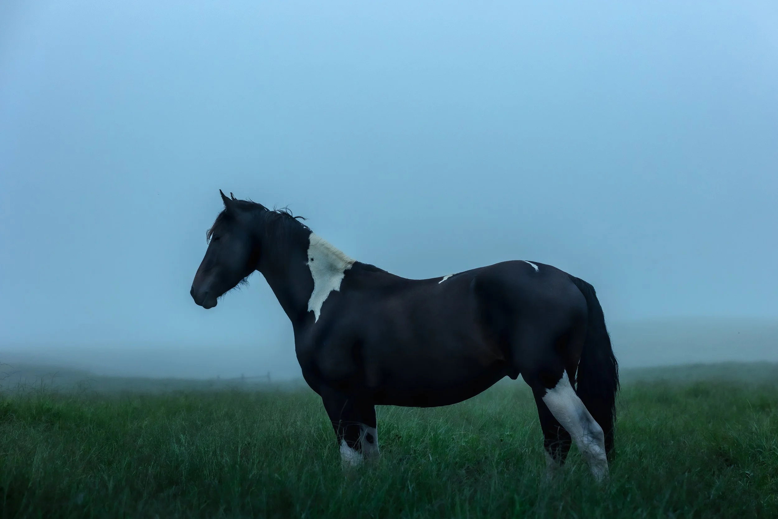 A black and white horse standing in a grassy field with a cloudy sky in the background.