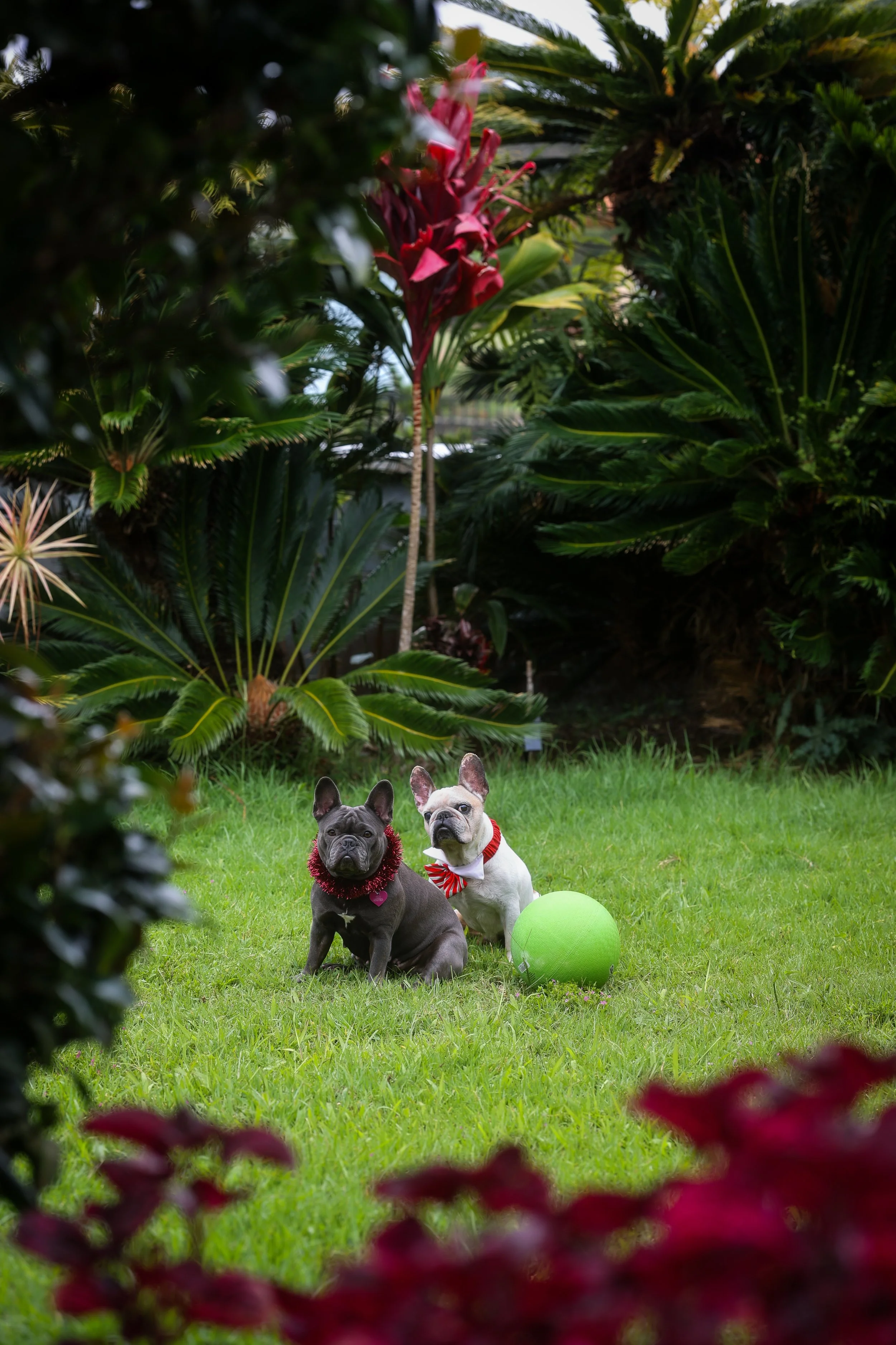 Two French Bulldog puppies sitting on green grass in a garden, with a large pink flower, a green ball, and lush green foliage in the background.