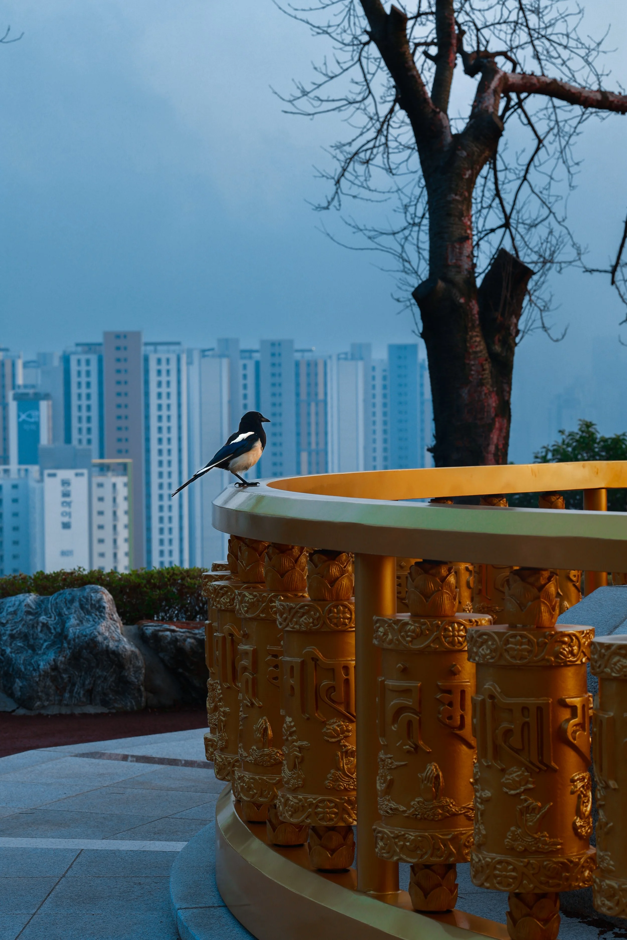 A black and white bird perched on a decorative golden railing, with a leafless tree and a city skyline of tall white and blue buildings in the background, under a cloudy sky.