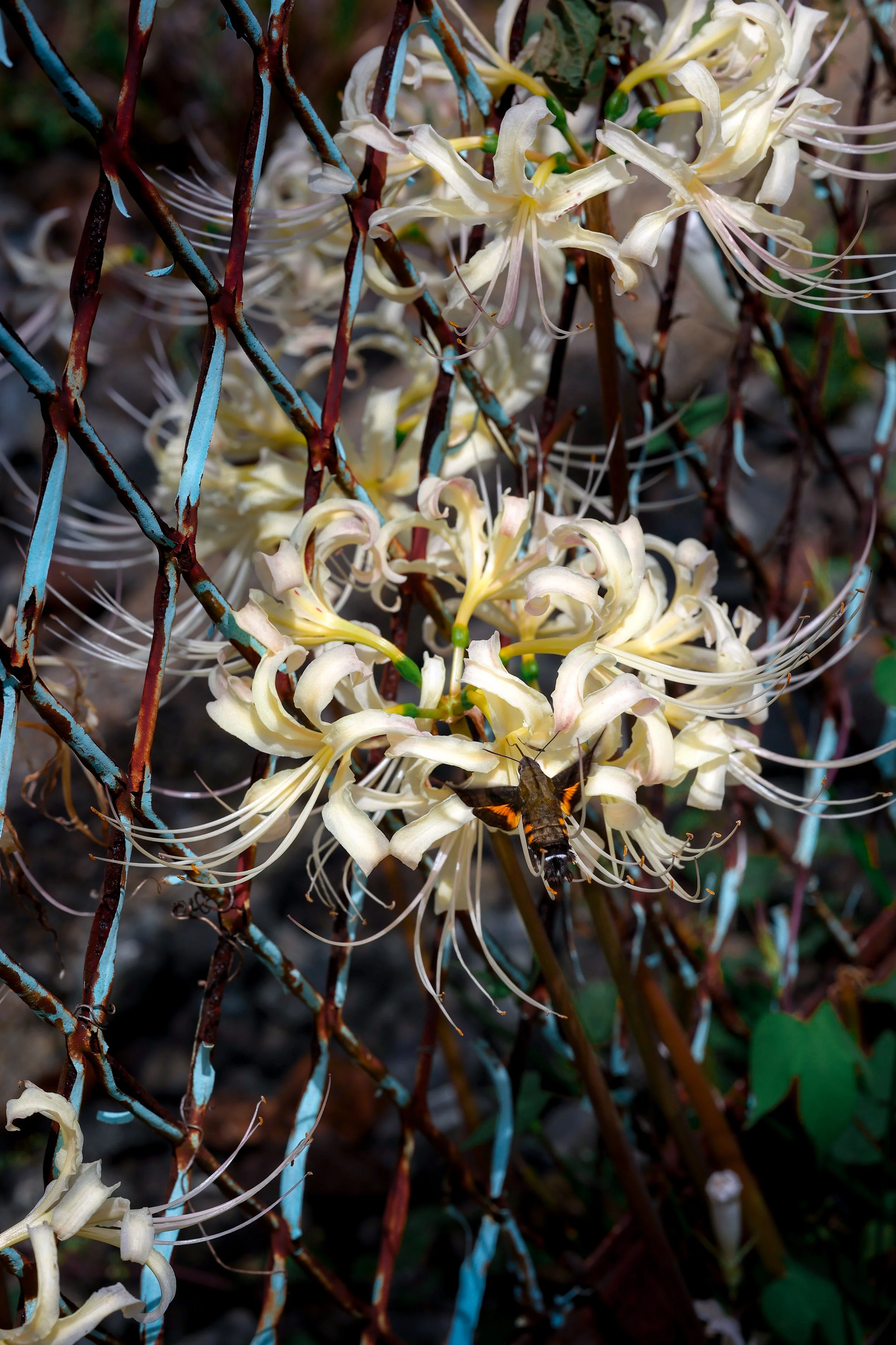 Close-up of white flowers with narrow curling petals and long stamens, entwined with rusty wire fencing, with a bee collecting nectar on one of the flowers.