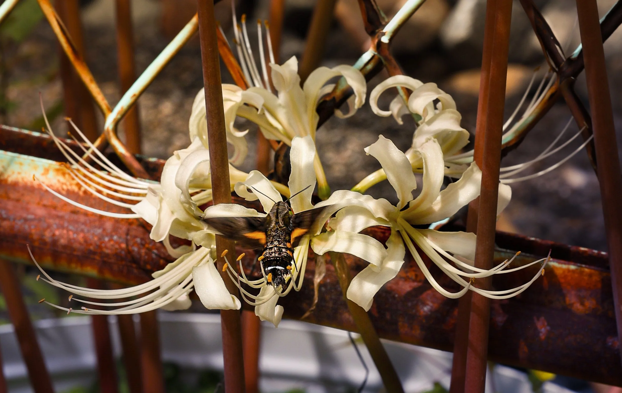 Close-up of white flowers on a plant with a bee collecting nectar, surrounded by a rusty metal structure.