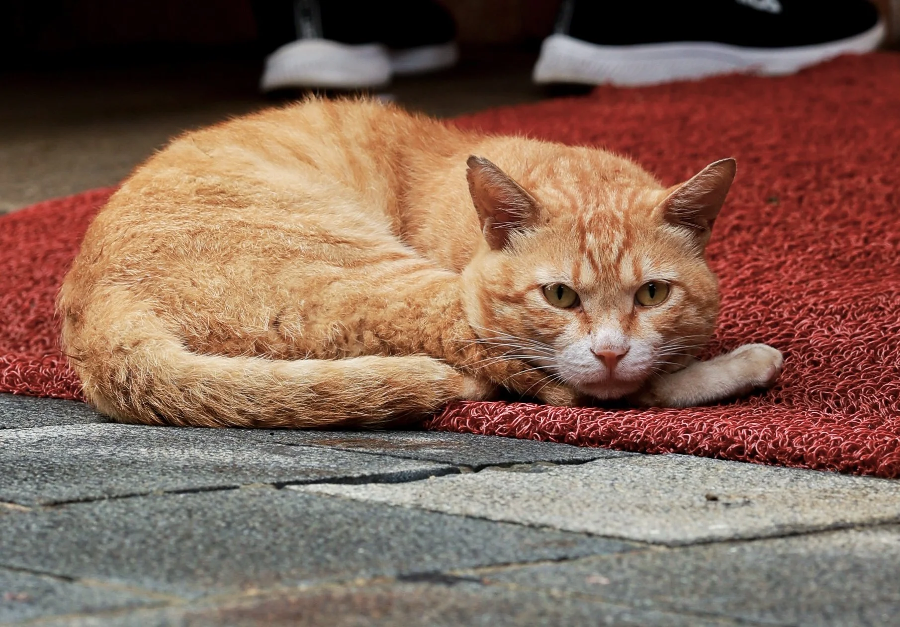 An orange tabby cat lying on a red textured mat on a stone surface, resting with eyes half-open.