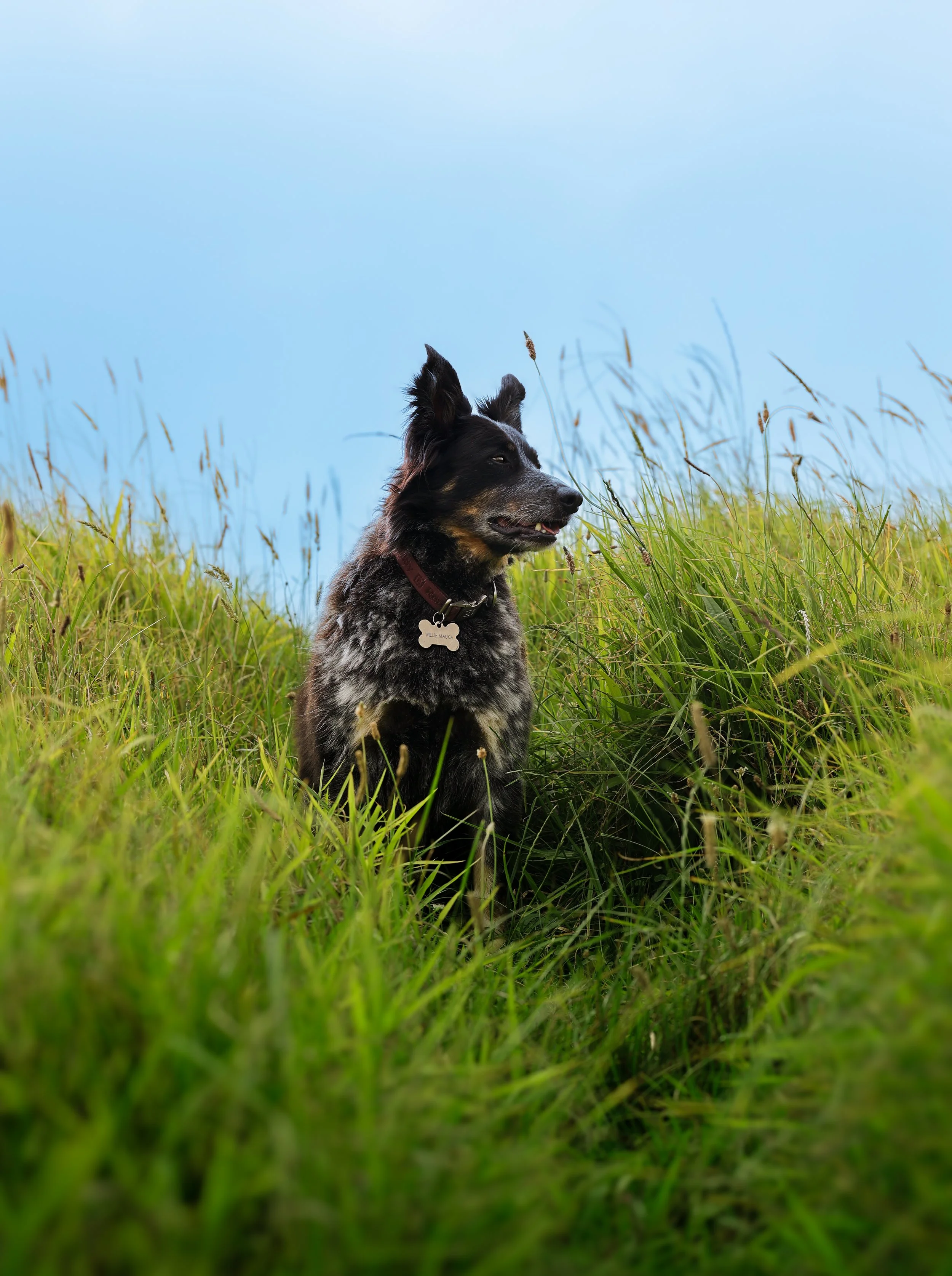 A dog with black and gray fur sitting in tall green grass, looking to the right with a background of a light blue sky.