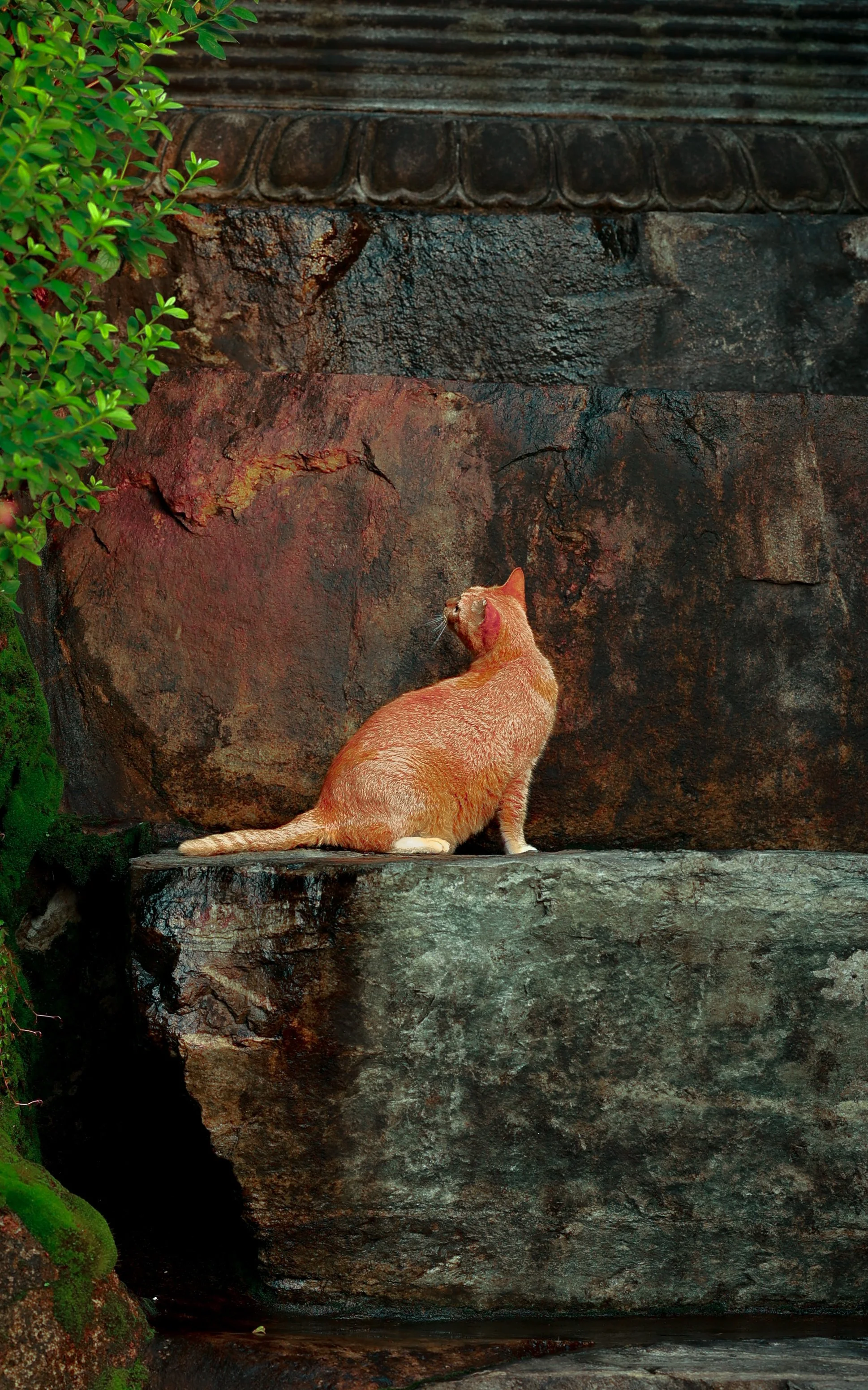 A ginger cat sitting on a stone ledge next to a rocky wall, with green foliage on the left side.