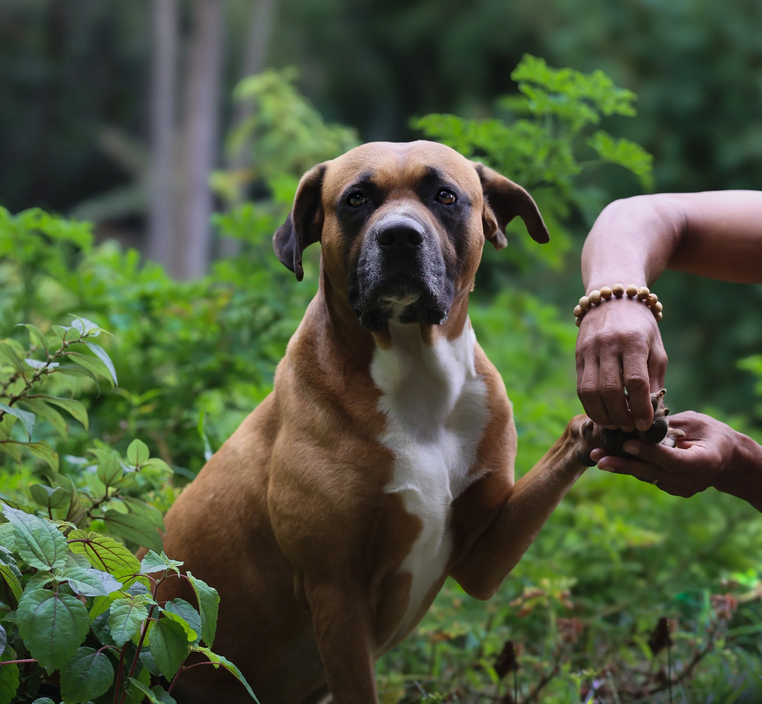 A close-up of a brown and black dog with a white chest standing in green foliage, looking at the camera with a calm expression, while a person's arm with a bracelet is visible holding the dog's paw.