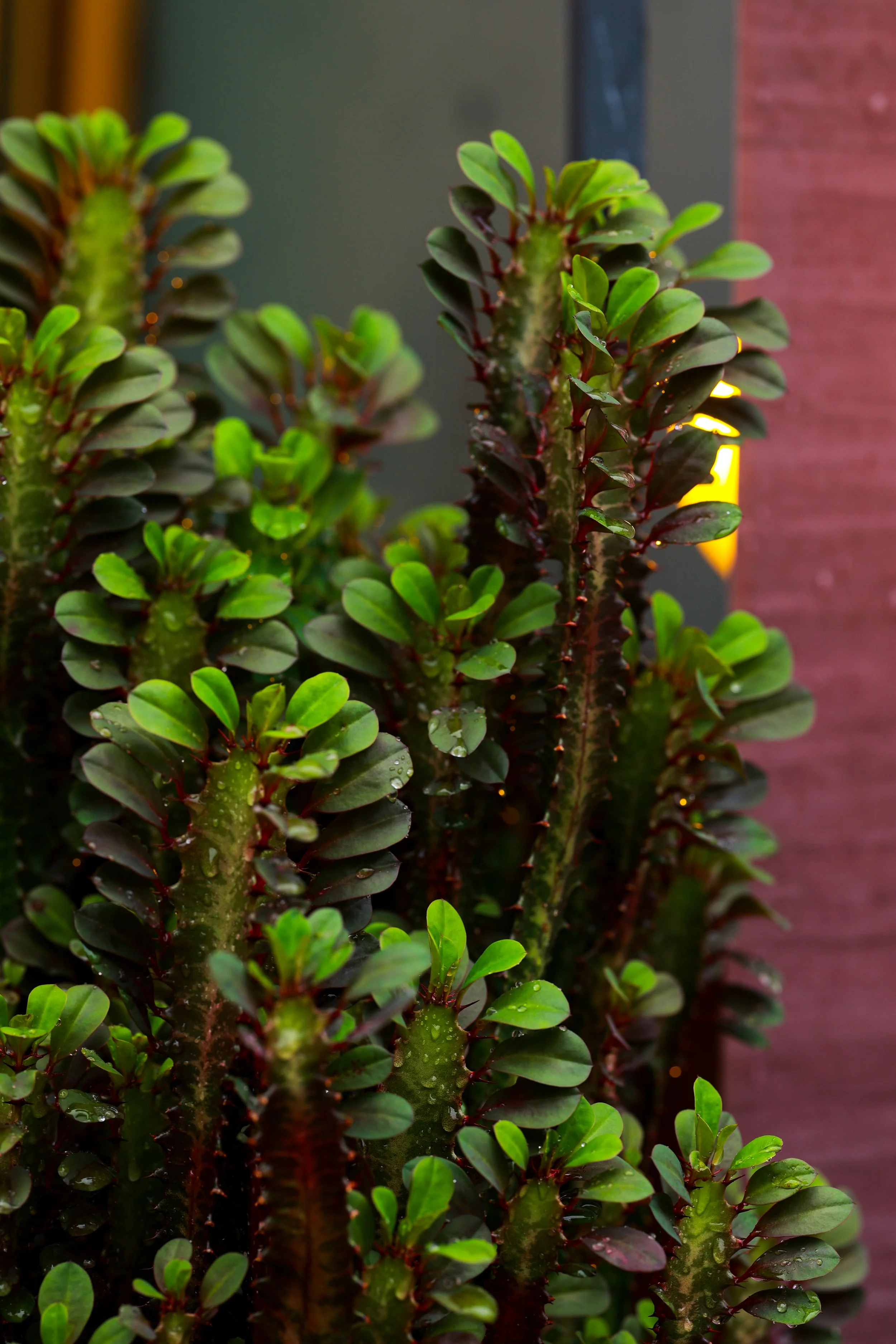 Close-up of green succulent plants with water droplets on the leaves, situated outdoors near a brick wall.