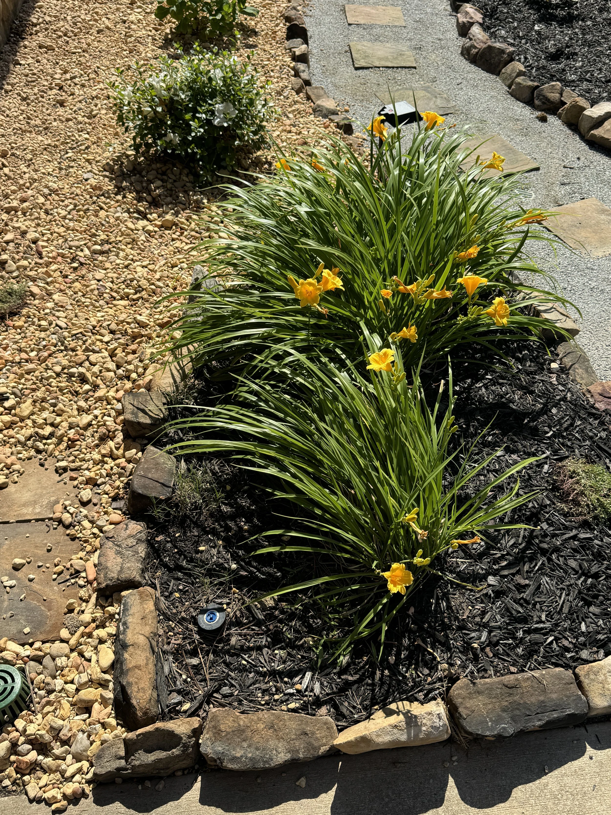 Garden with yellow flowering plants, stone pathway, and mulch-covered soil.