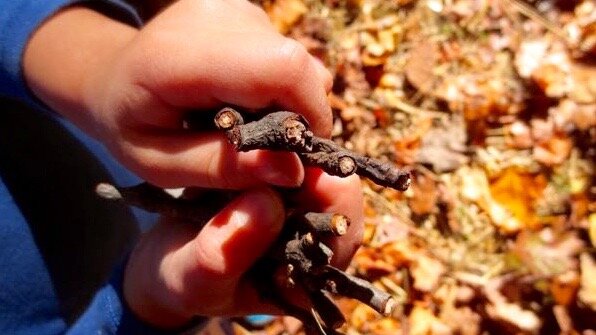 Keys in the Forest