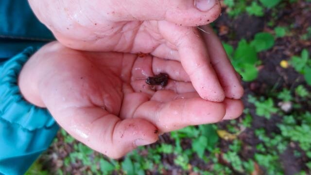 A Frog and a Snail; Playing at Lauko Darželis