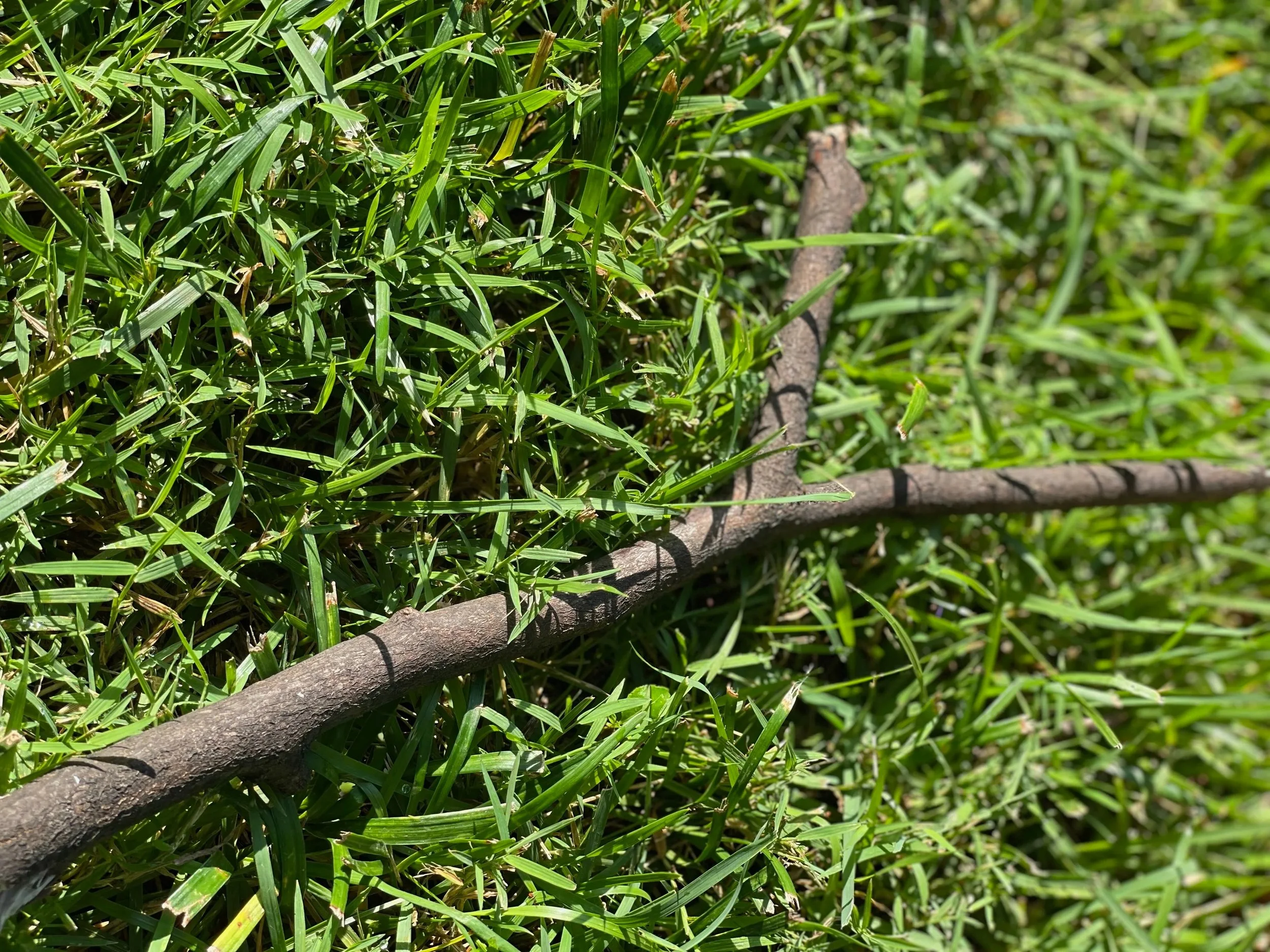 It Started With A Stick