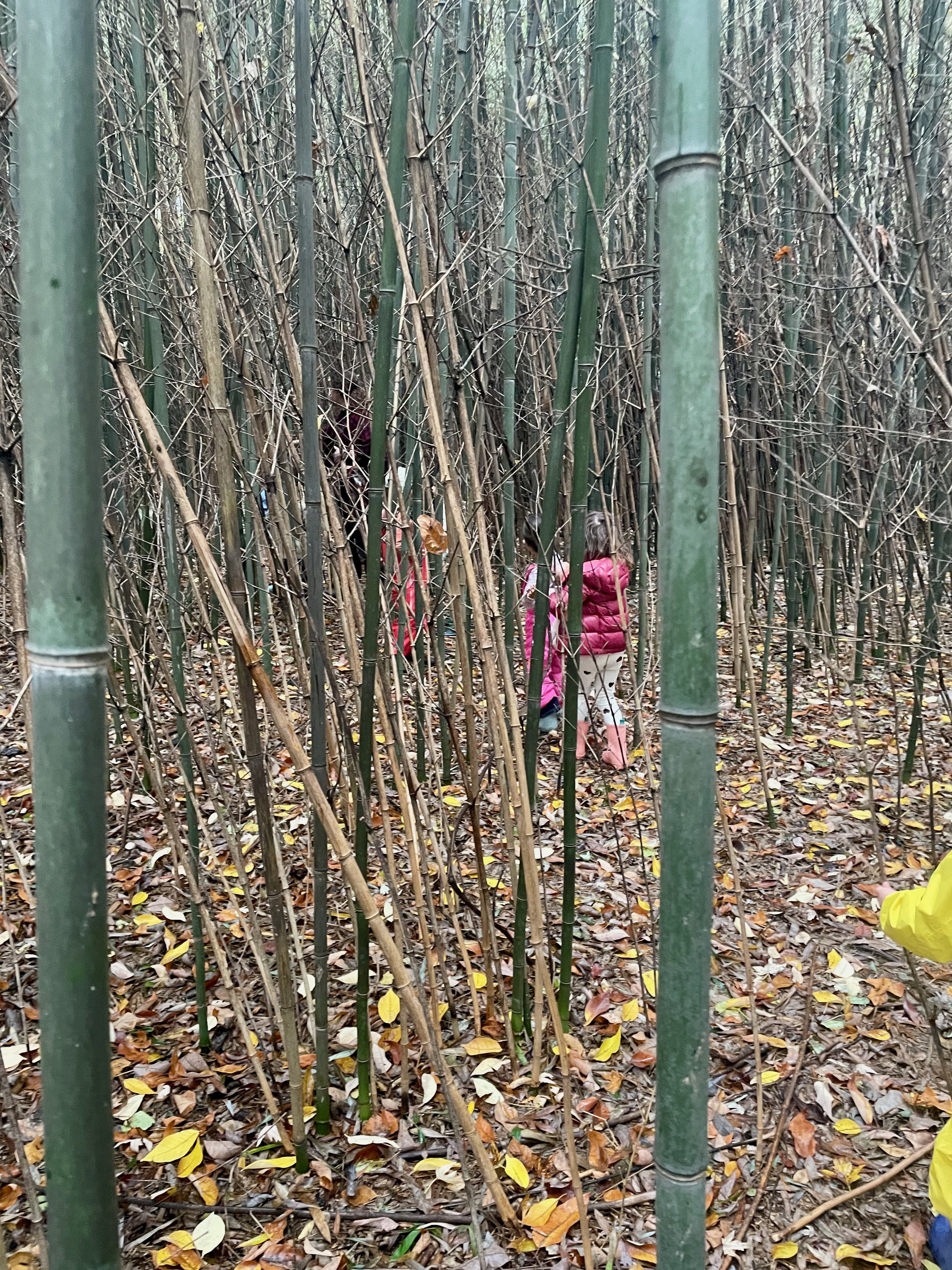 forest_adventure_near_TPCNS