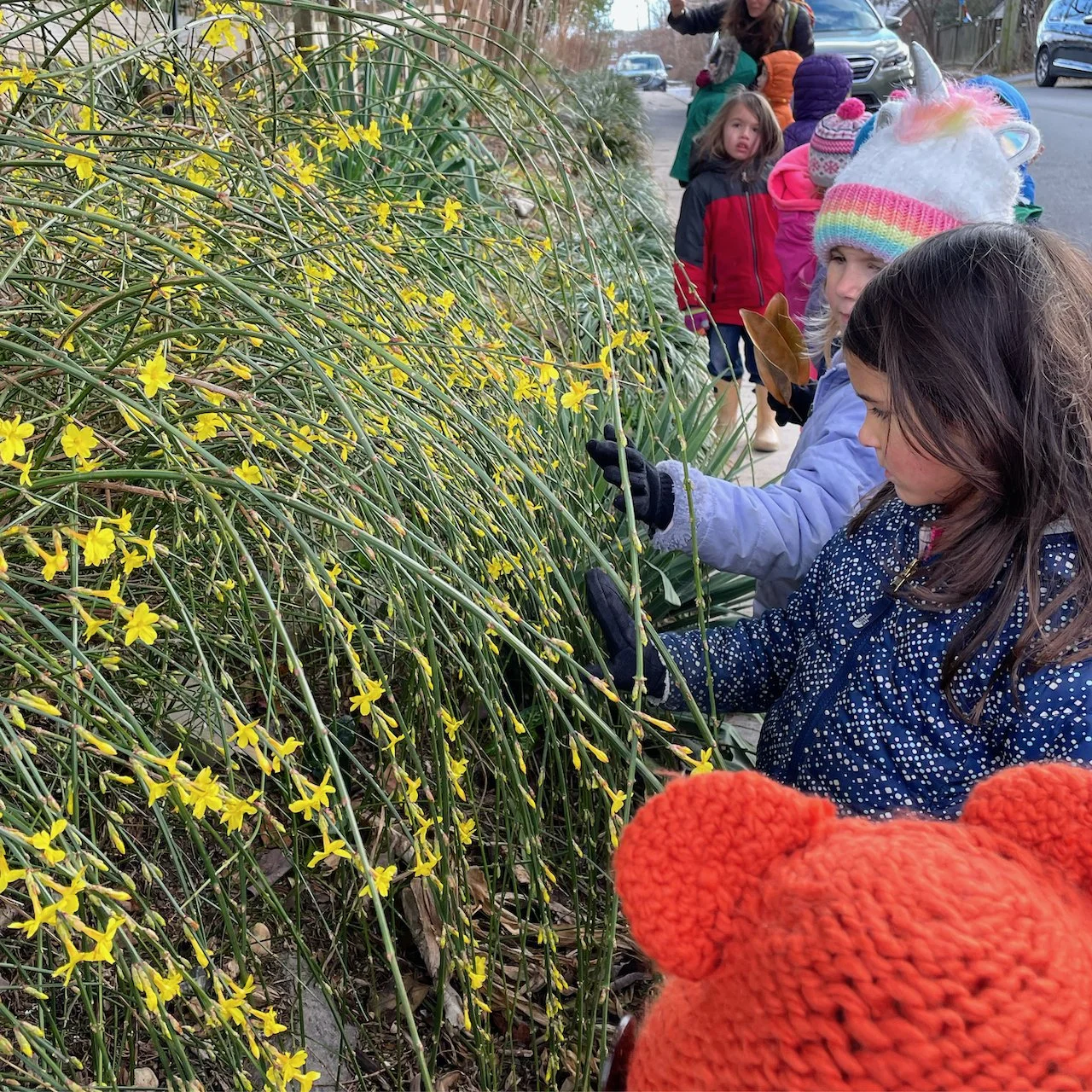 Children exploring winter blooms on a neighborhood walk, engaging with nature and their community at Takoma Park Cooperative Nursery School