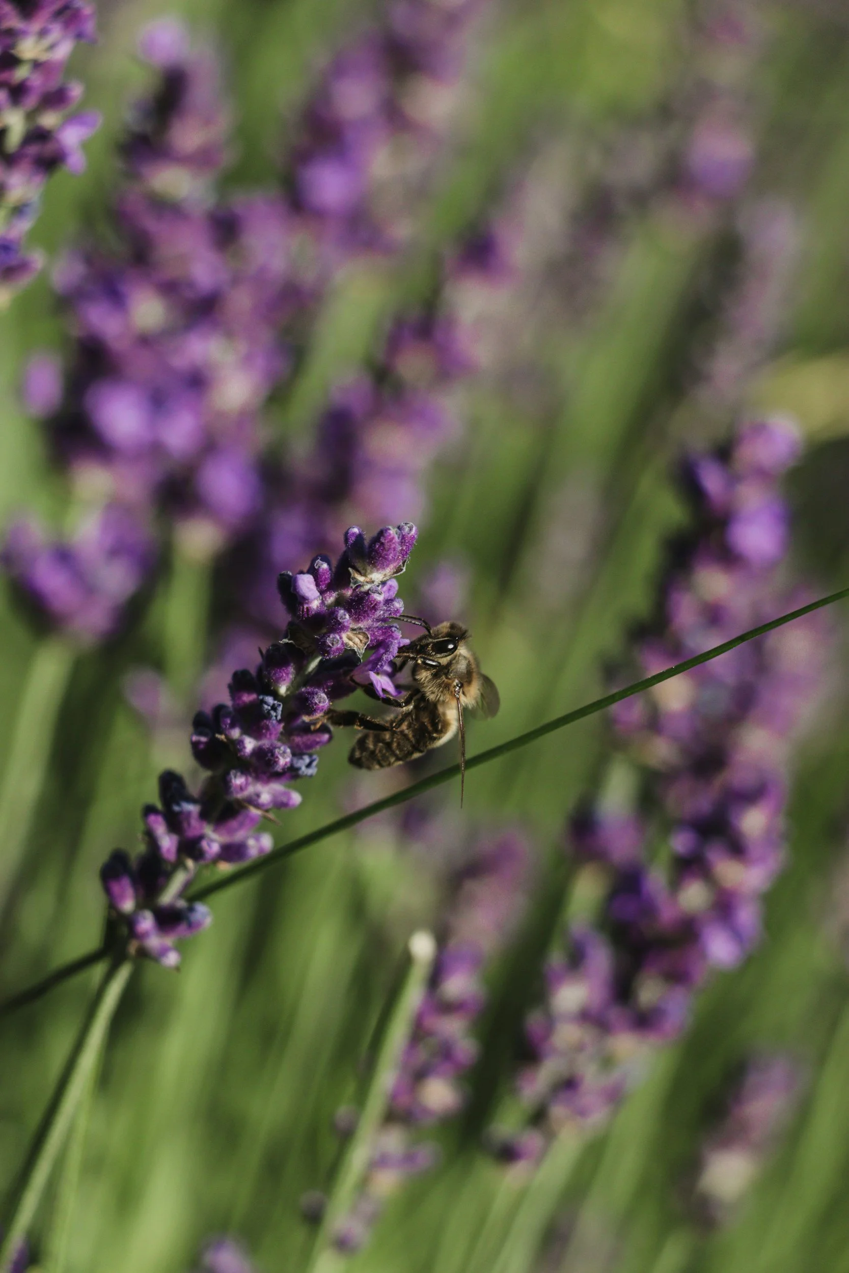 Monthly Maintenance - July