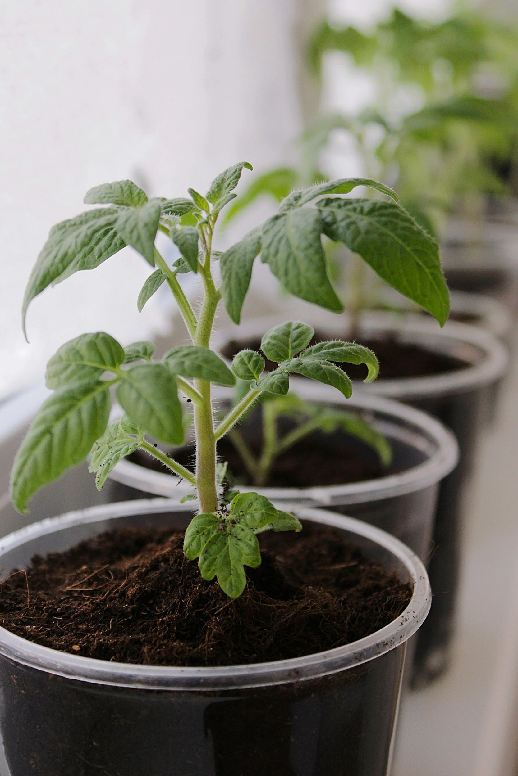 Putting Down Roots in June