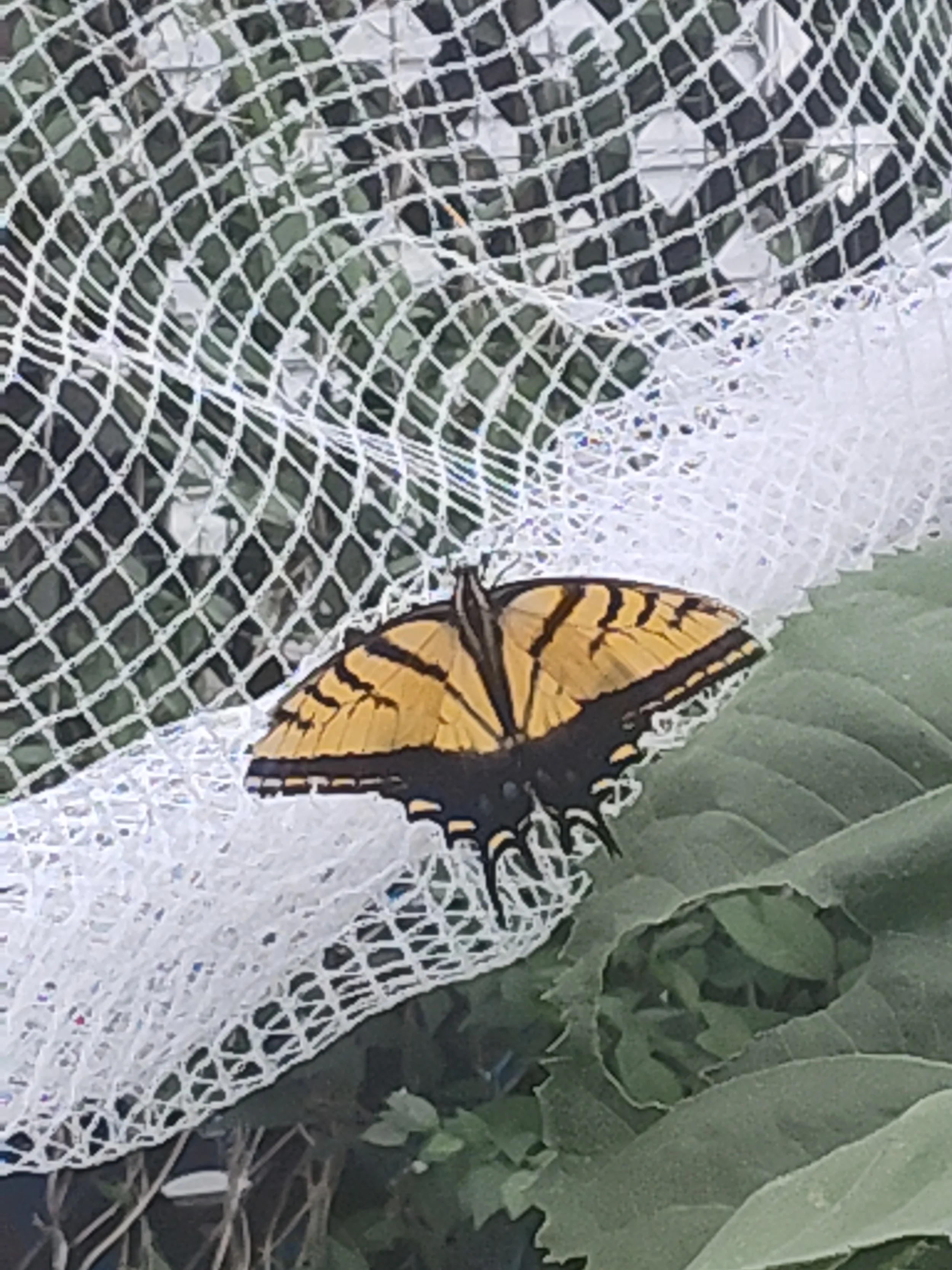 IMG_20260729_180345920.jpg
