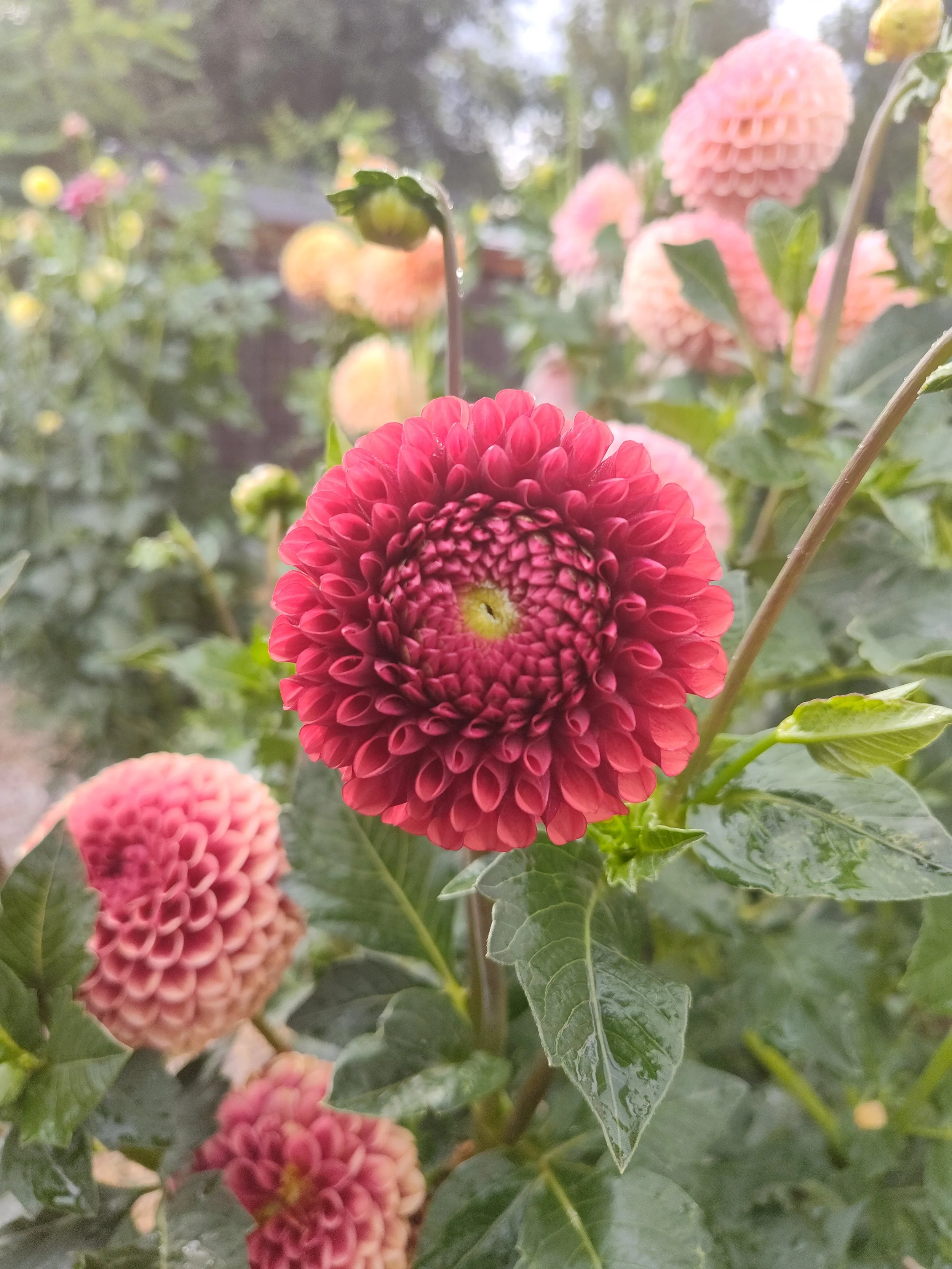 cover1.jpg