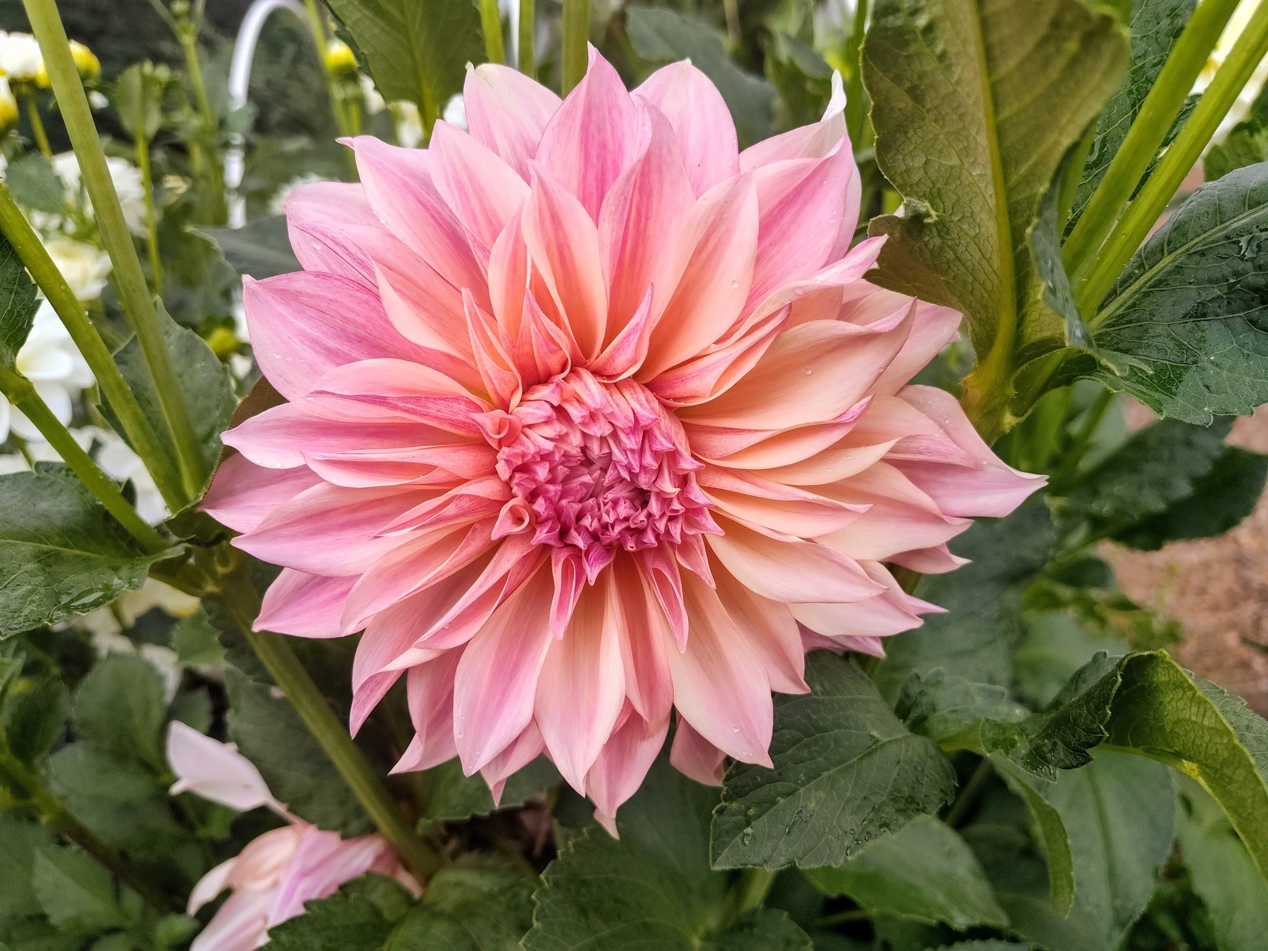 From Summer to Fall: September Garden News