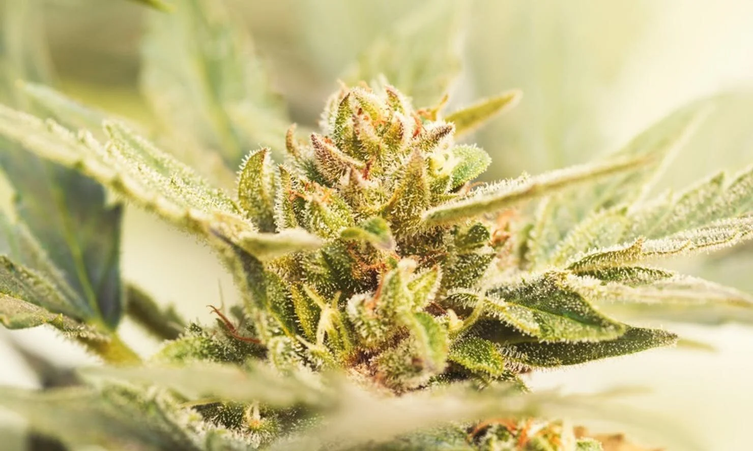 U.S. House votes to end federal ban on marijuana