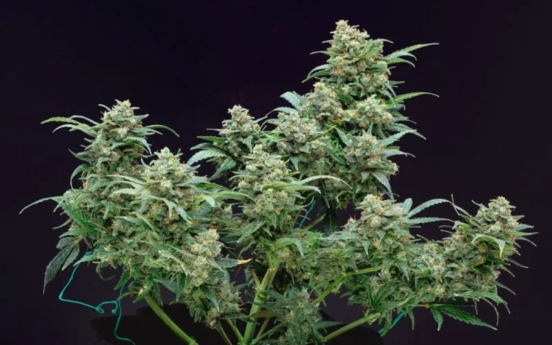 New York Regulators Issue First 15 Licenses for Cannabis Processors