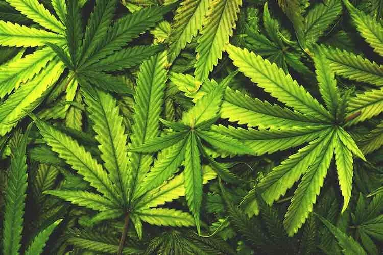 PA Marijuana Pardon Program Could Help Alleviate Racial Disparities in Arrests